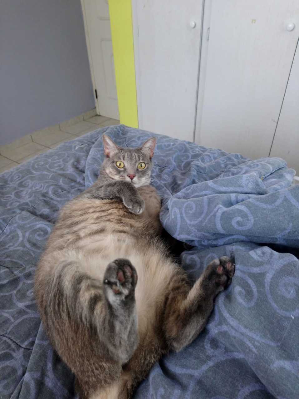 Saved Her from a Dog Attack a Couple of Months Back- This Is Her Today!