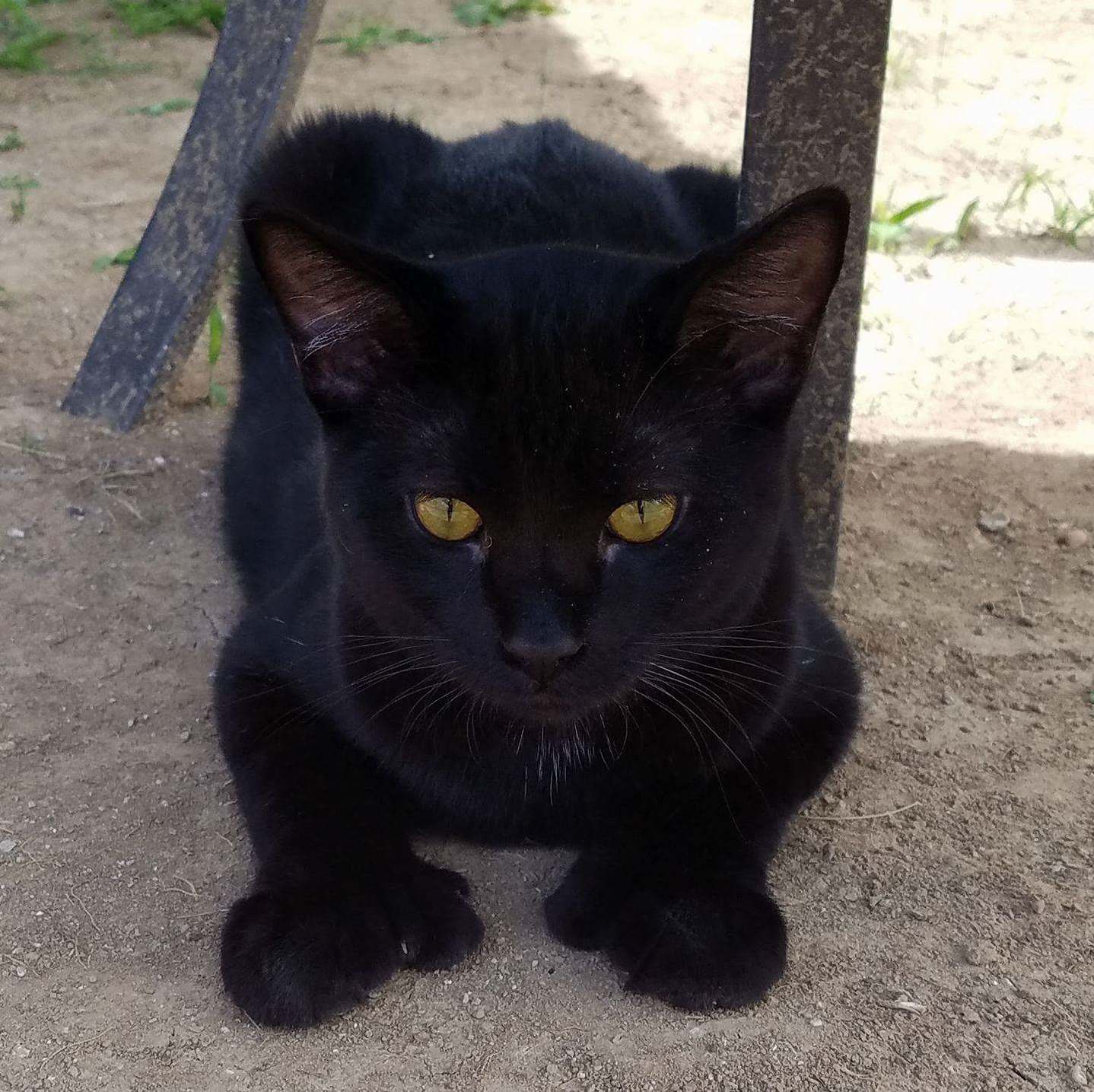 Say Hello to My Beautiful Kitty with Thumbs