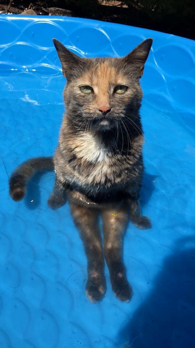 Scooty Cat in the Pool