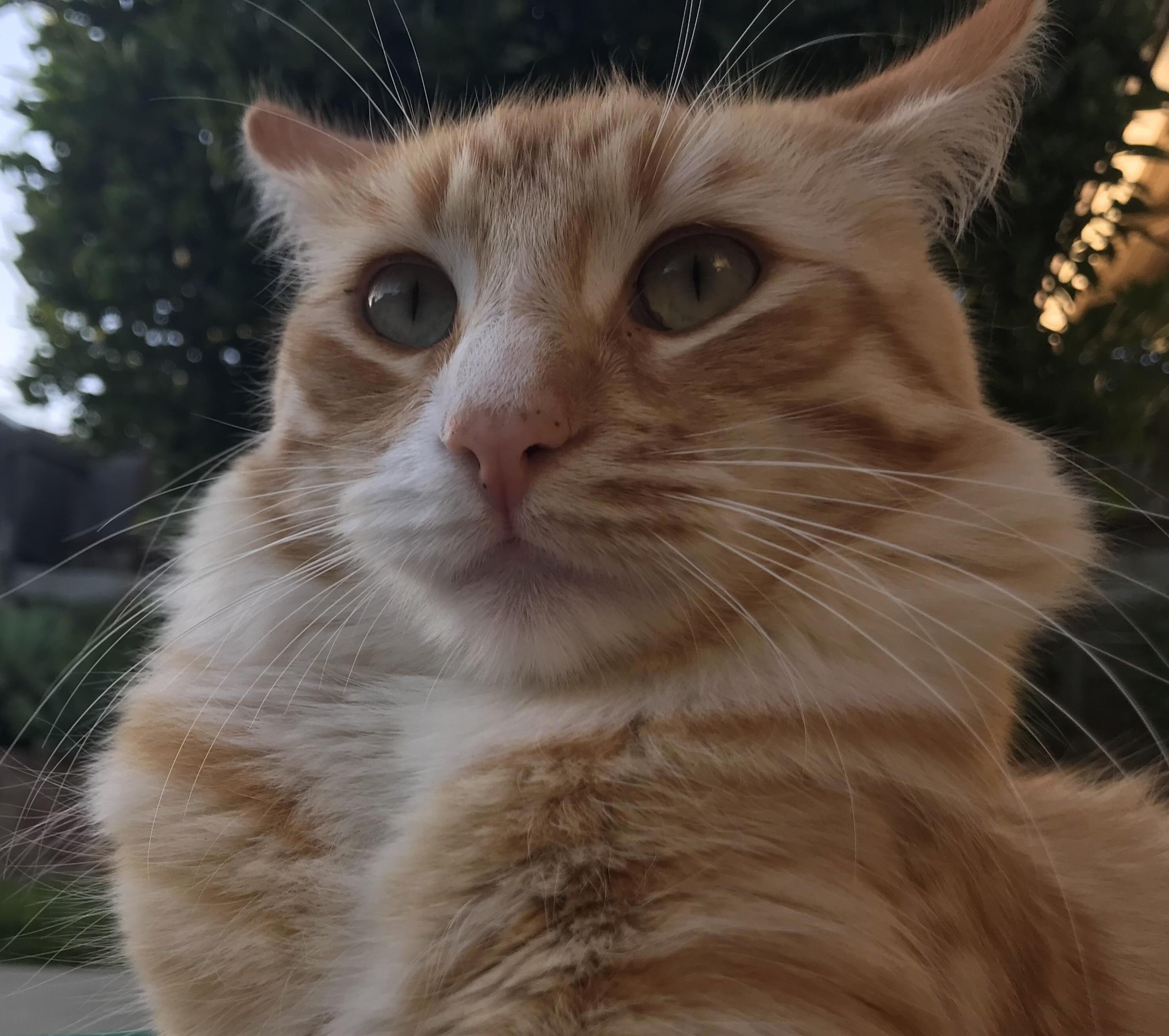 Sent This Pic of Our Kitten to My Mom, She Says He Looks Weird. I Beg to Differ.