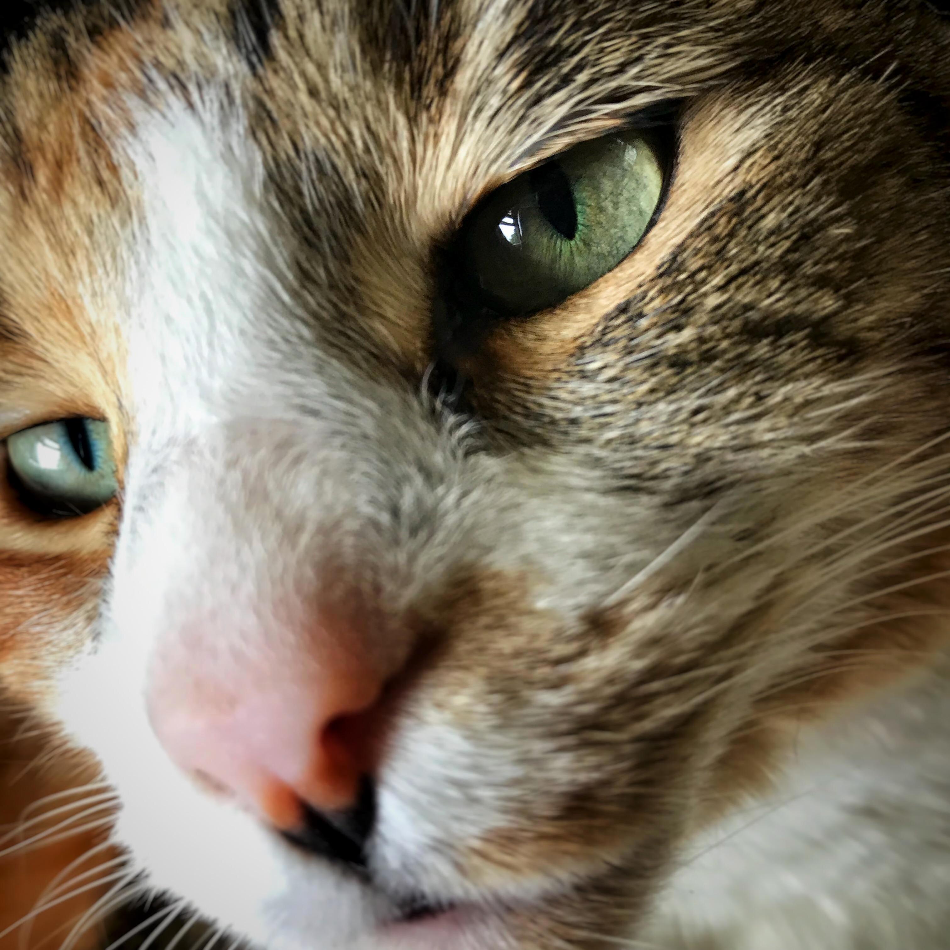 Serafina Always Sniffs the Lens When I Try to Take a Closeup, Making It a Toocloseup.