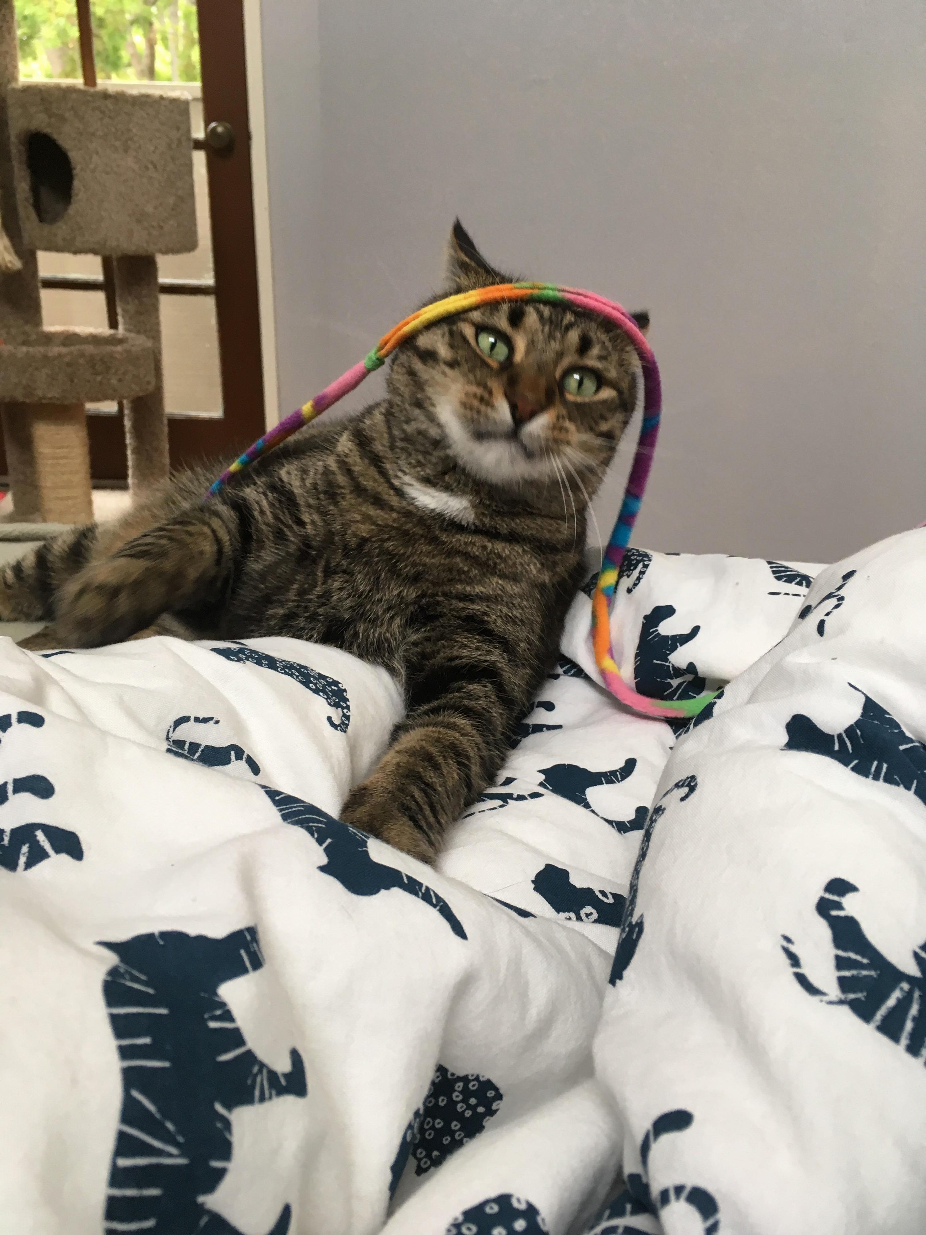 Serious Playtime Face