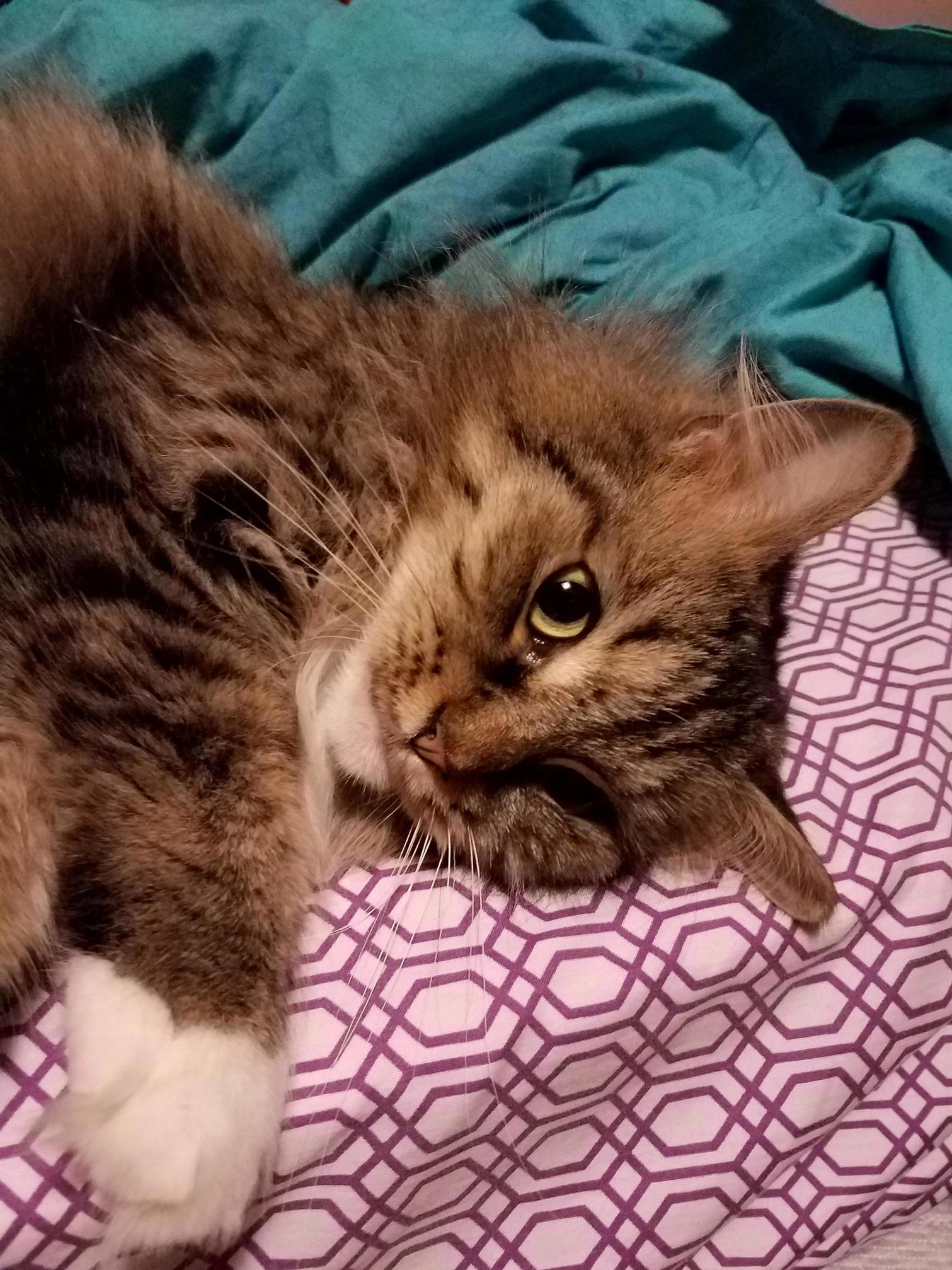 She (Bri) Was About to Shred My Arm but Feigned Affection with Kisses. I Moved It. She Is Displeased with This Action.
