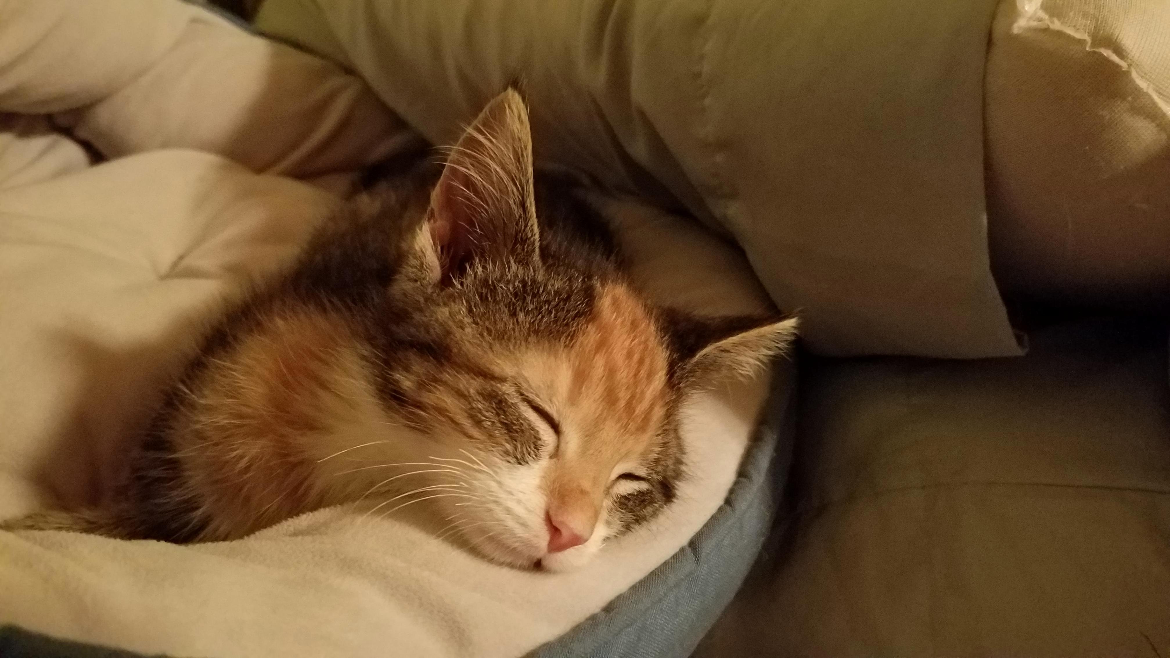 She Has Cerebellar Hypoplasia So She Has Uncontrollable Shaking and Can Barely Walk, but Thankfully It All Stops When She Sleeps. at Last the Sweet Girl Is Still.