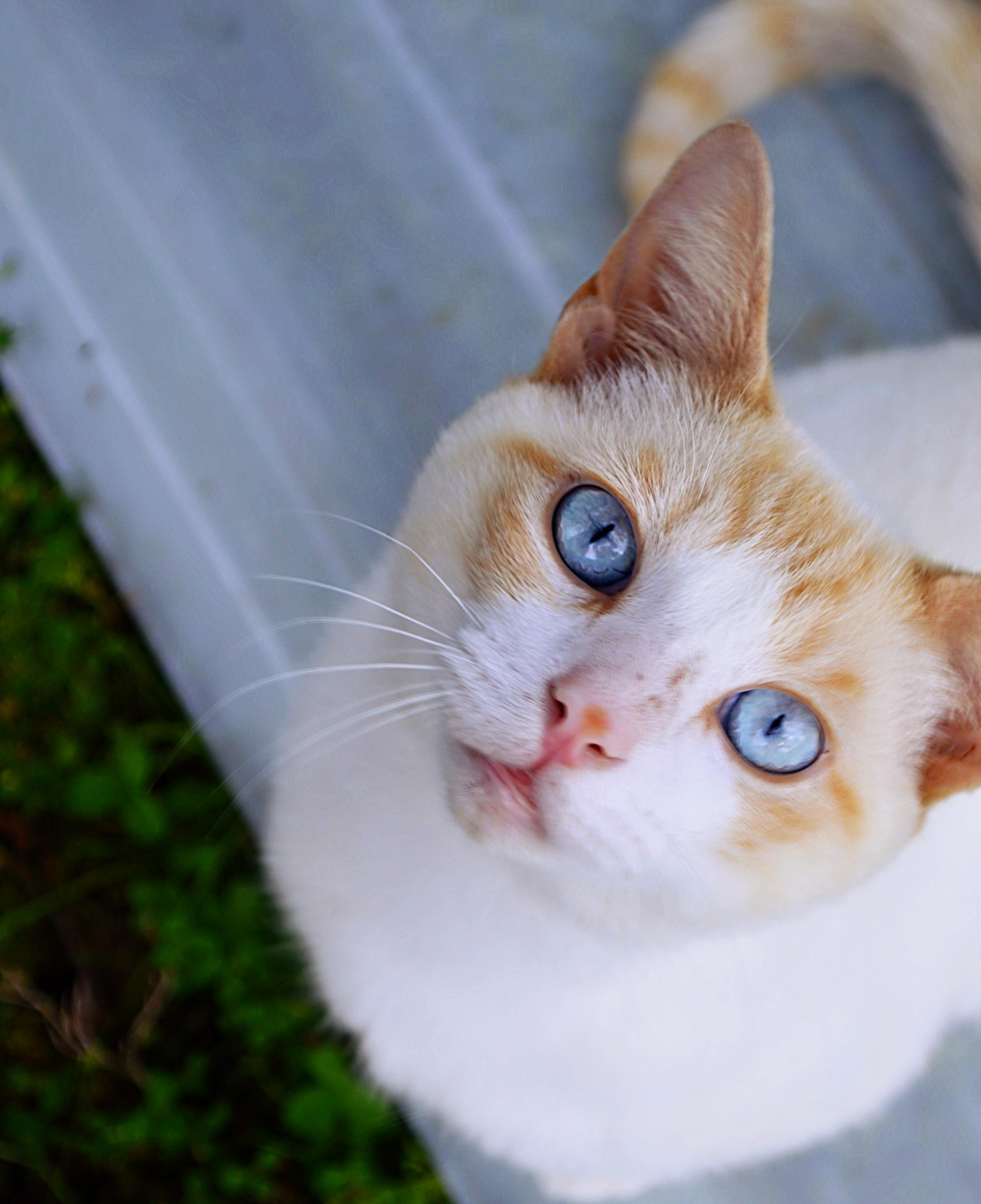 She Just Showed Up in Our Yard One Day and Hasnt Left Two Months... Obviously Her Name Is Pretty Kitty.