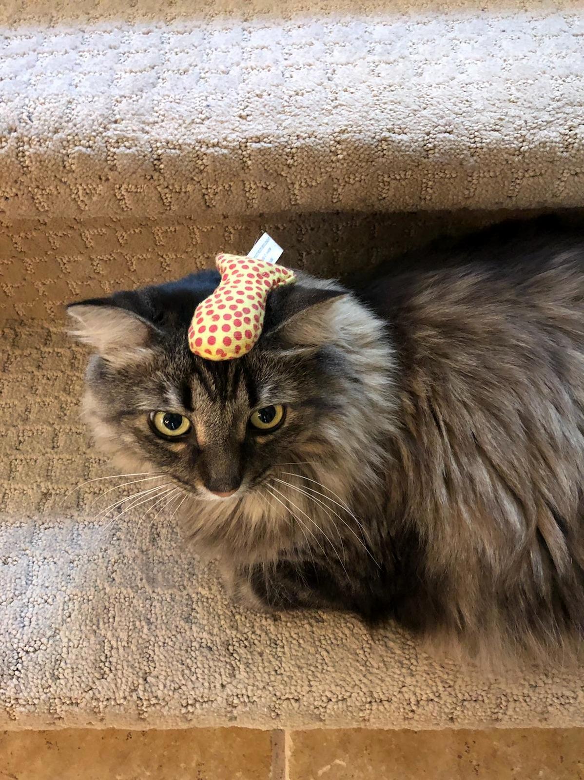 Sheila Is 9 Today.