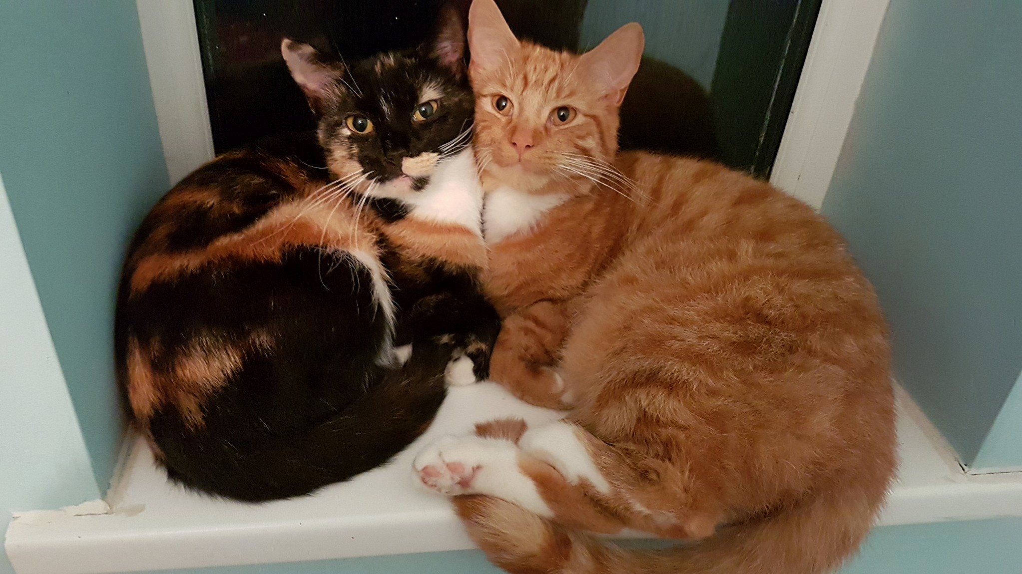 Sibling Love 3