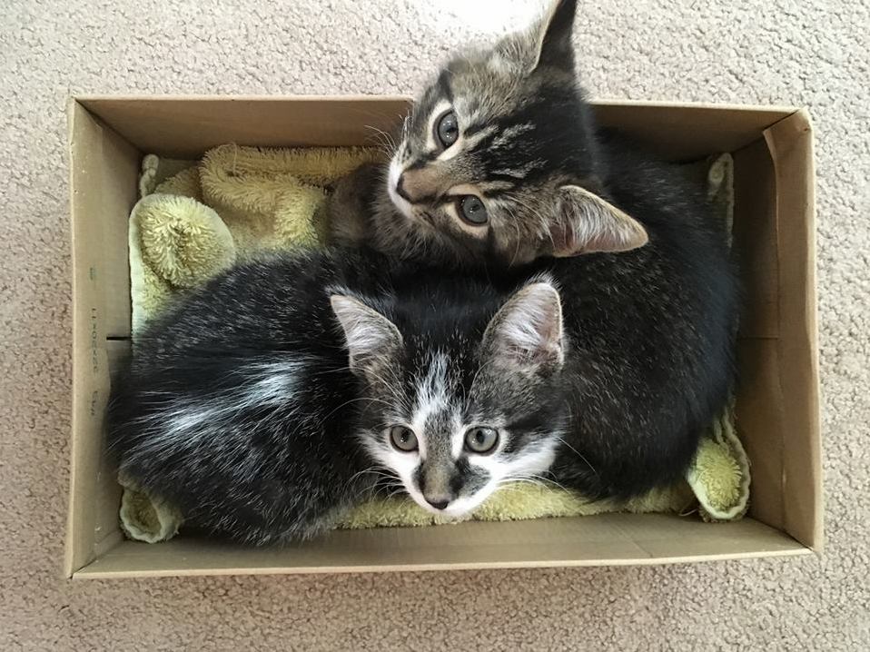 Simon & Griffin, Just the Best Fosters Ever