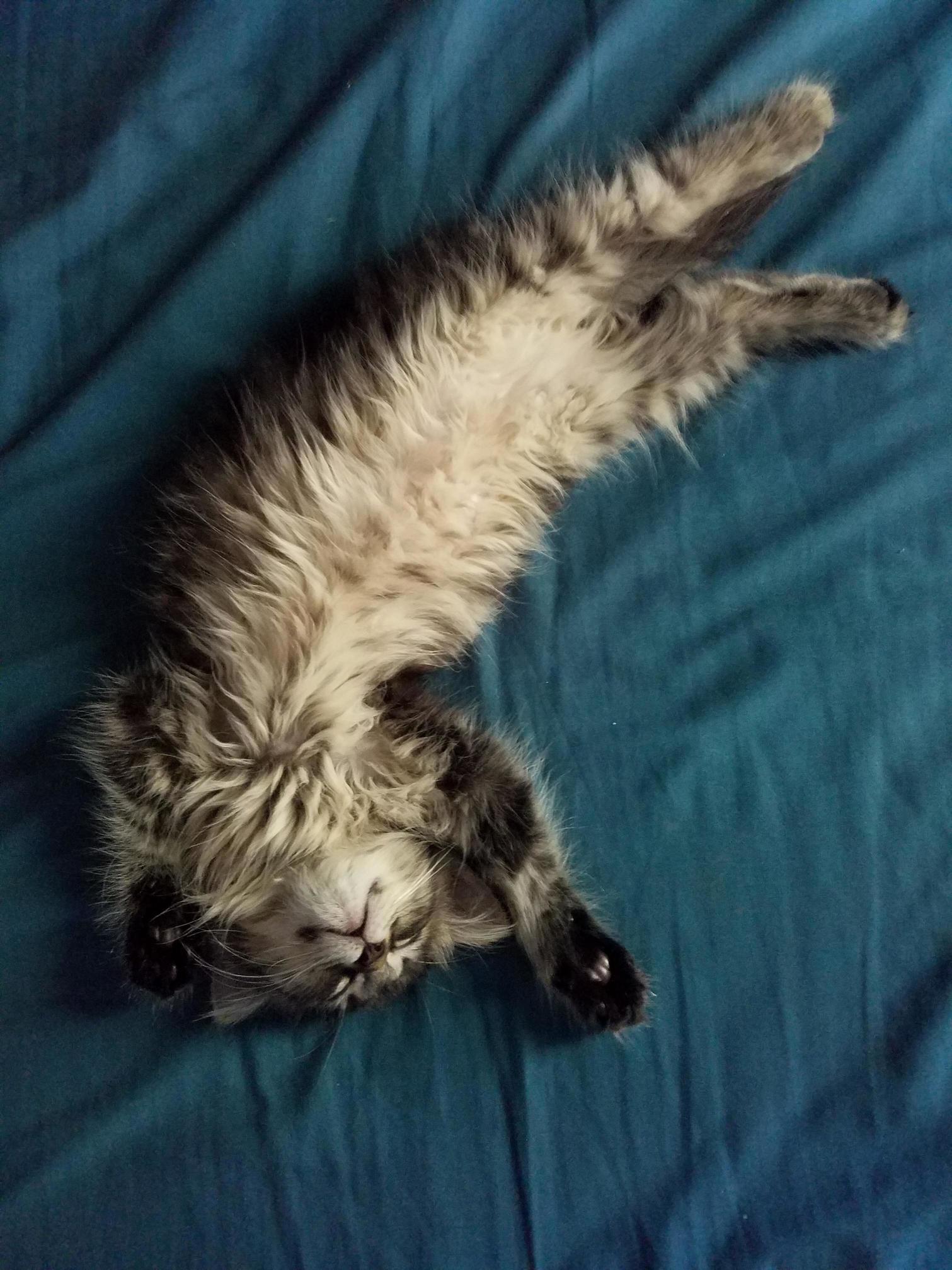 Sleeping Kitten!!!