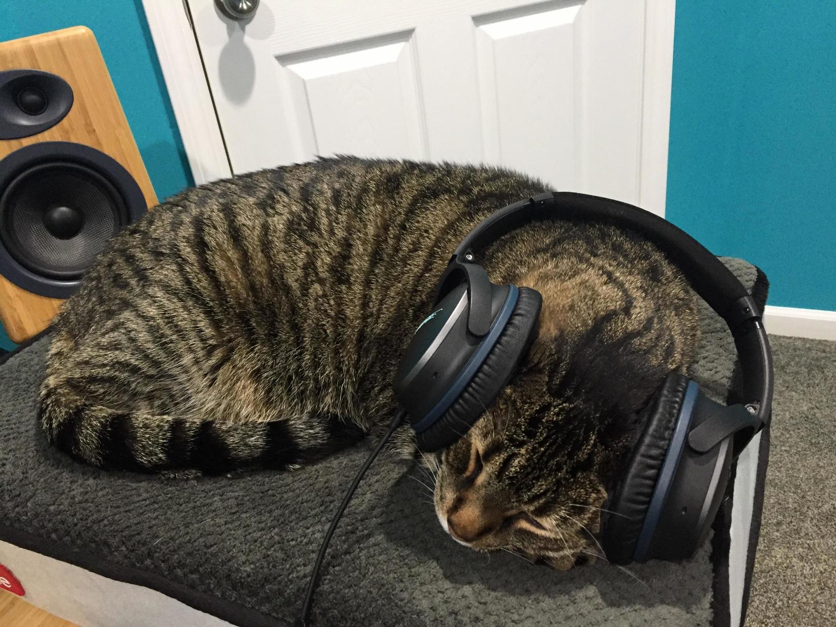 Sleeping on a Memory Foam Bed with Noise Cancelling Headphones...i Think My Husband Spoils Our Cat.