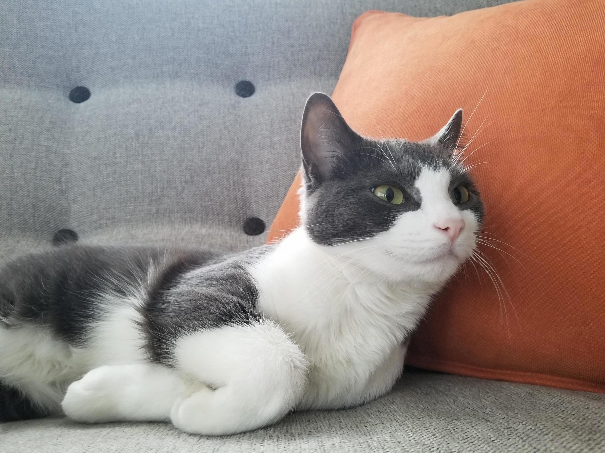 Sleeping Then Heard the Treat Bag Shake