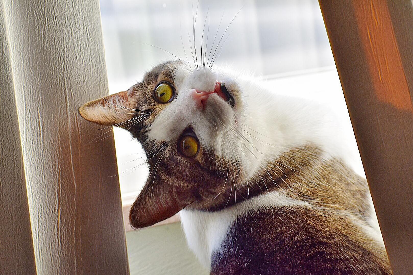 Slevin Loves His Window Time.