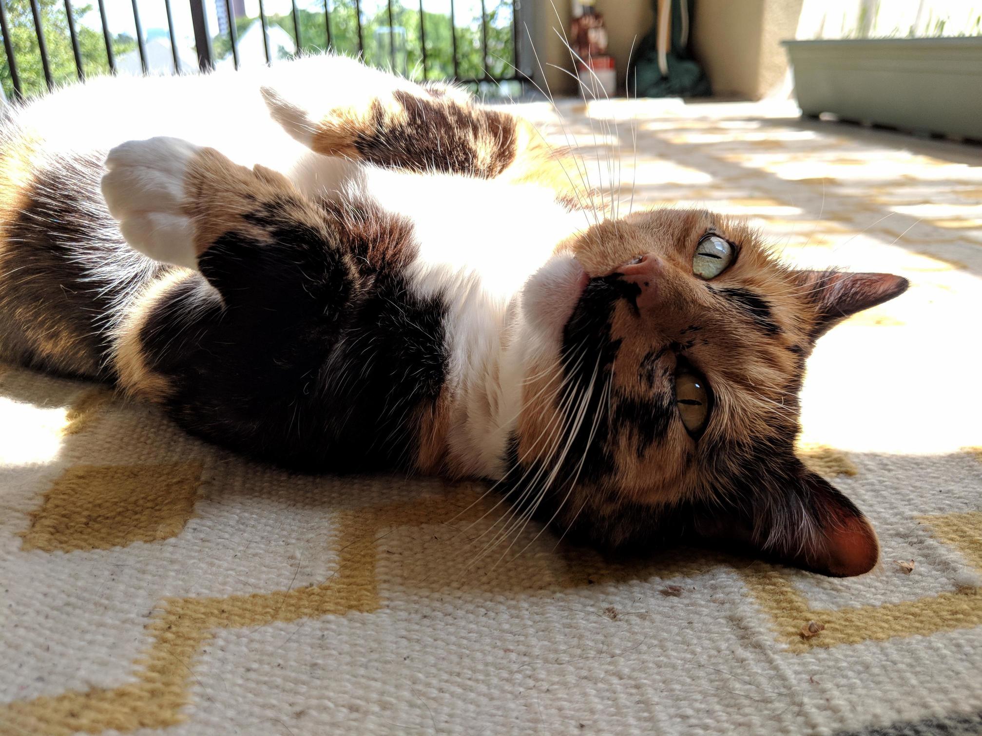 Soaking Up the Sunday Morning Sun!