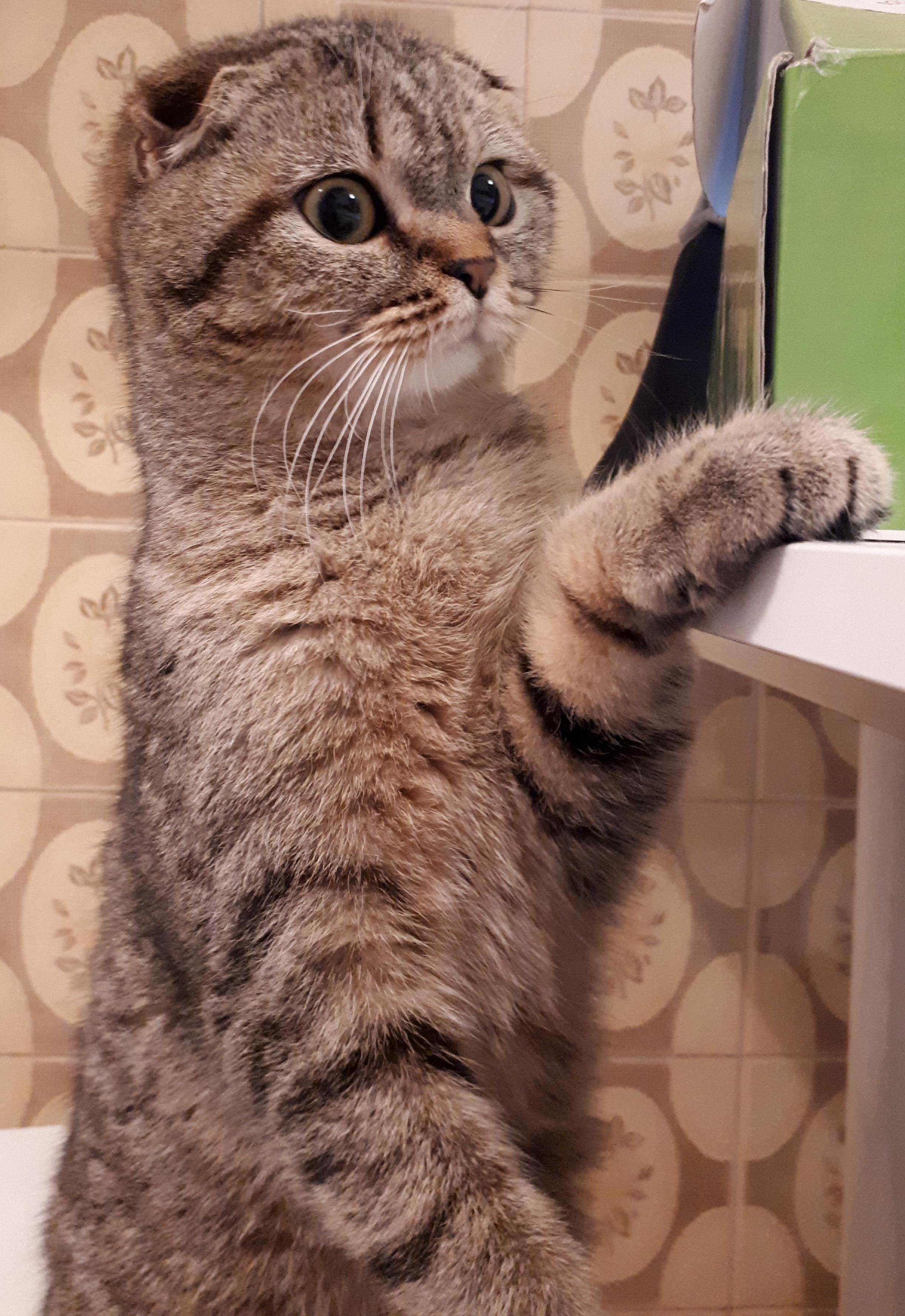 Someone Is Waiting for the Food )