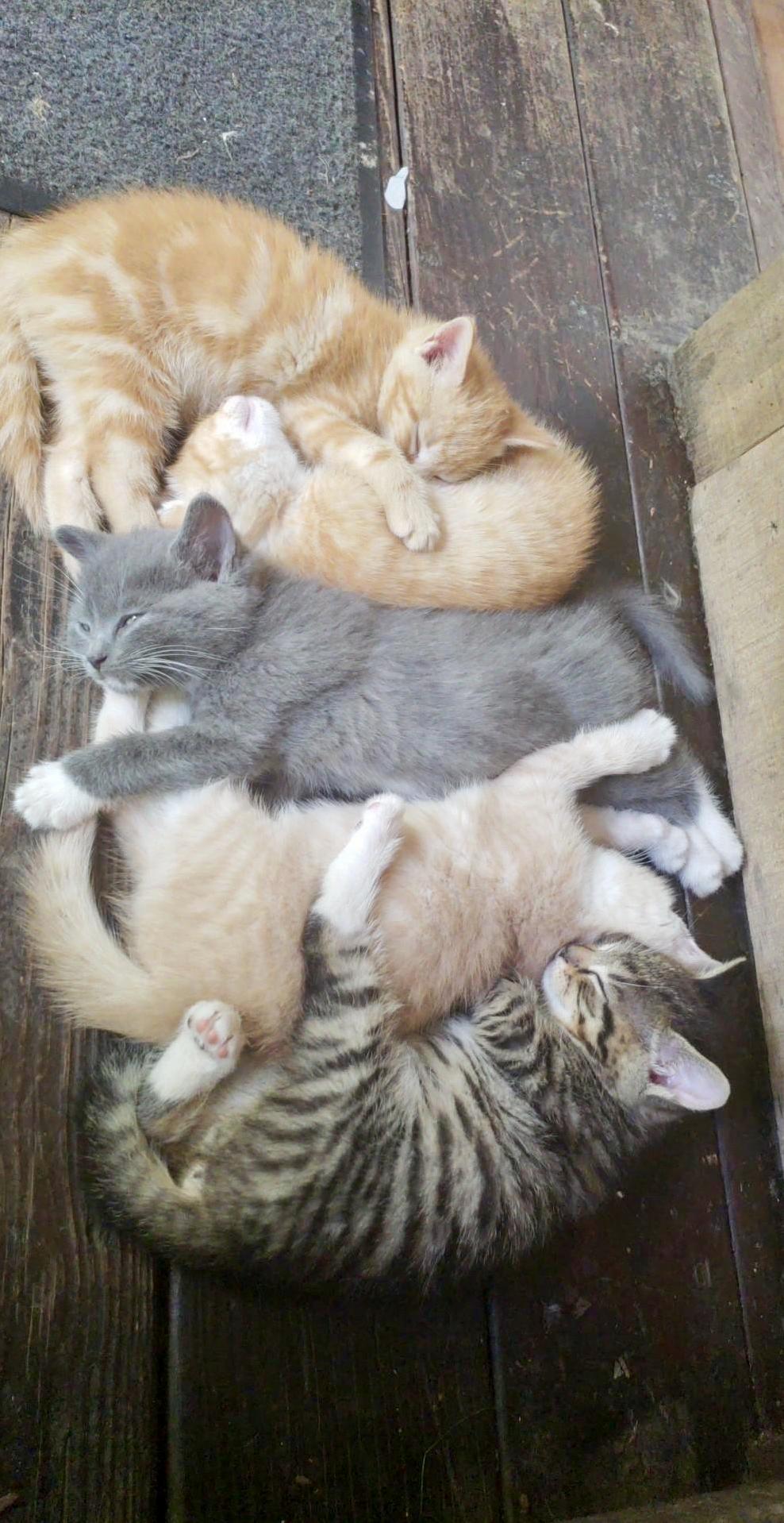 Sweet Kitty Cats Resting on a Hot Summer Day!