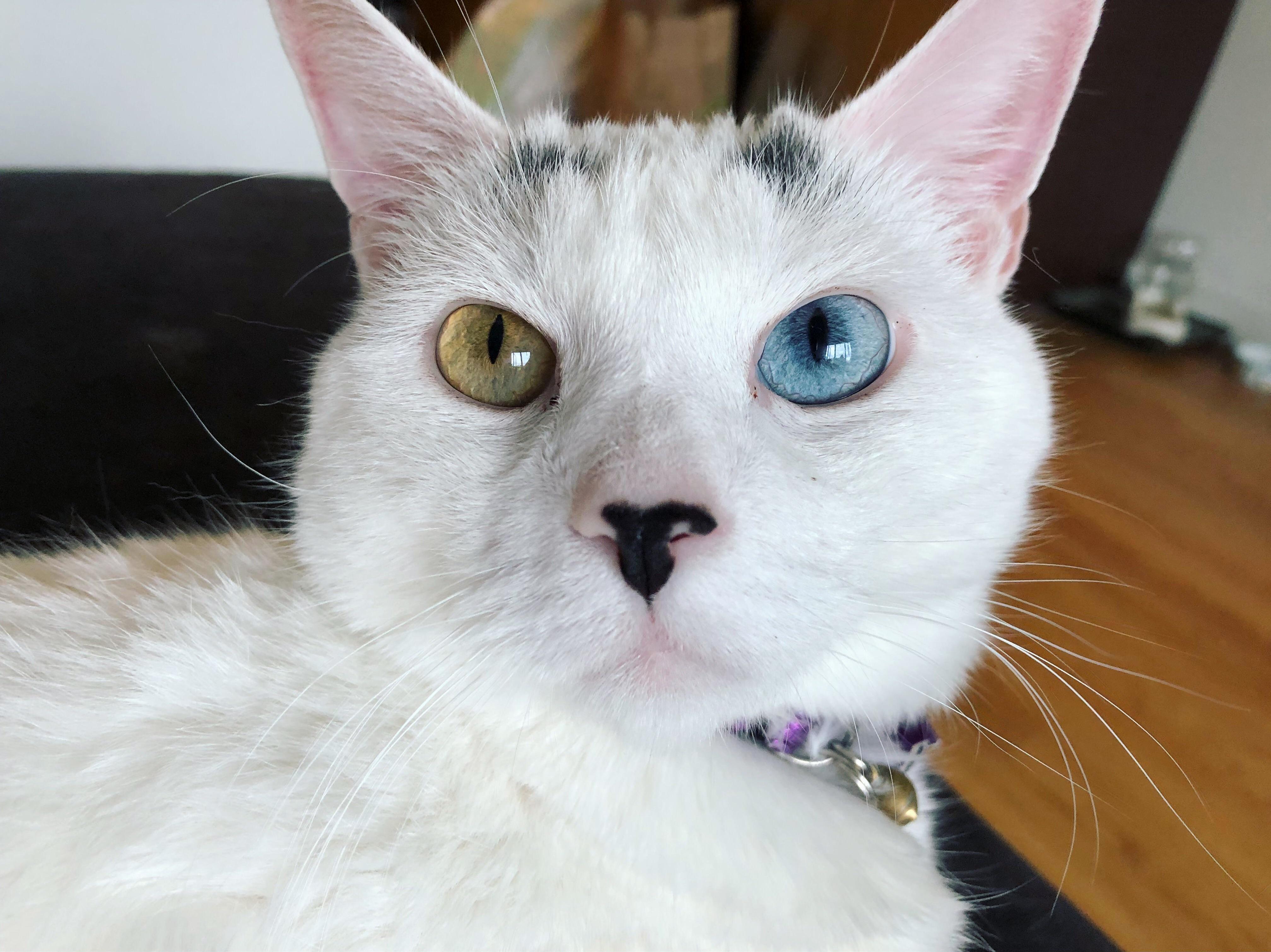 Sweetest, Pink Eared Angel Sybil.