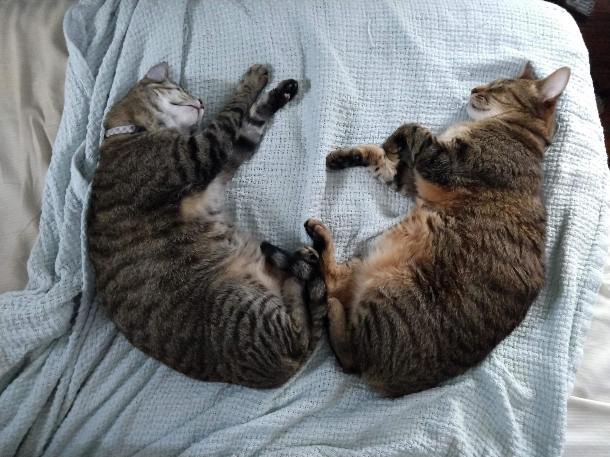 Symmetrical Sleepies
