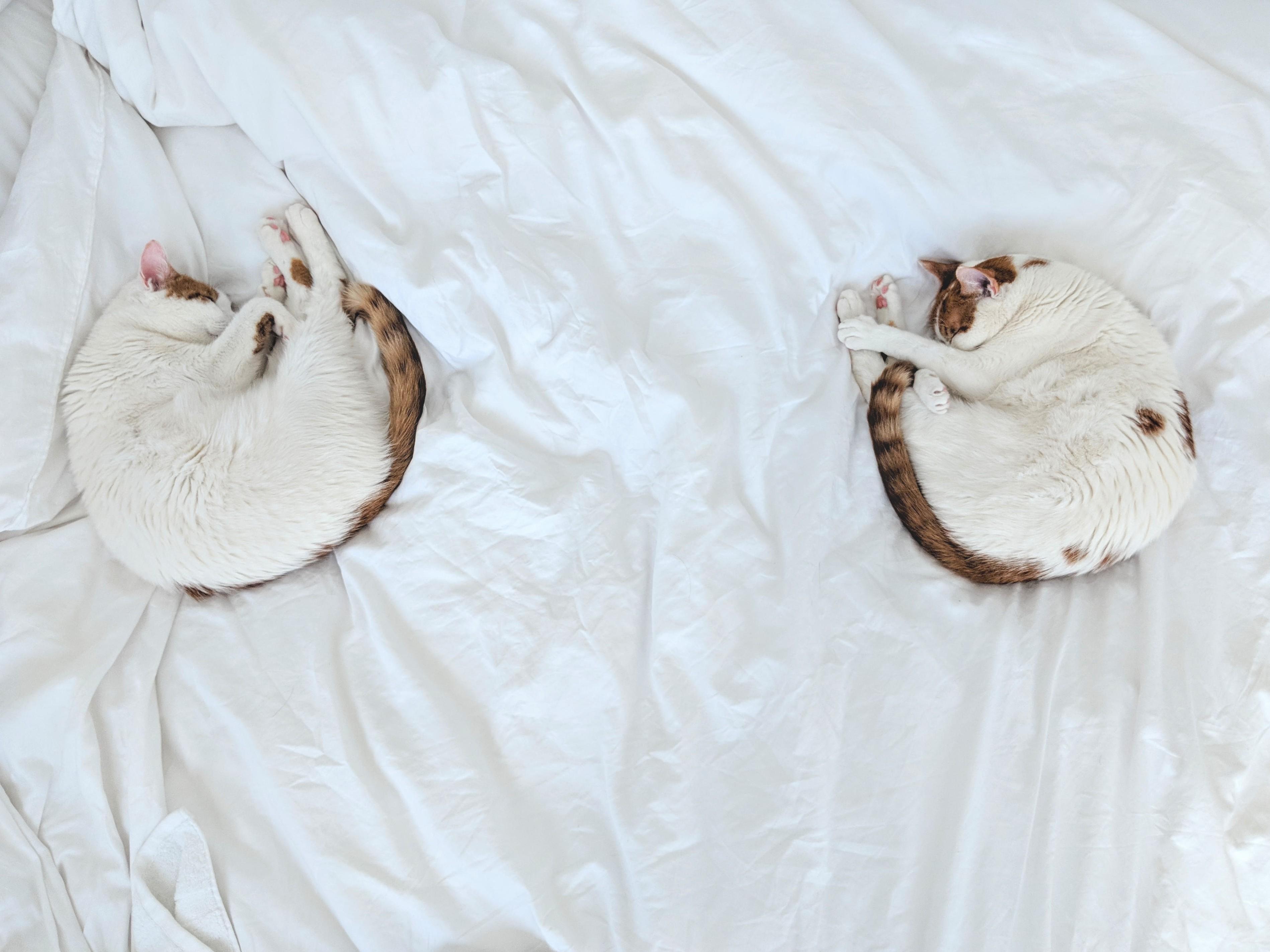 Syncronized Sleeping