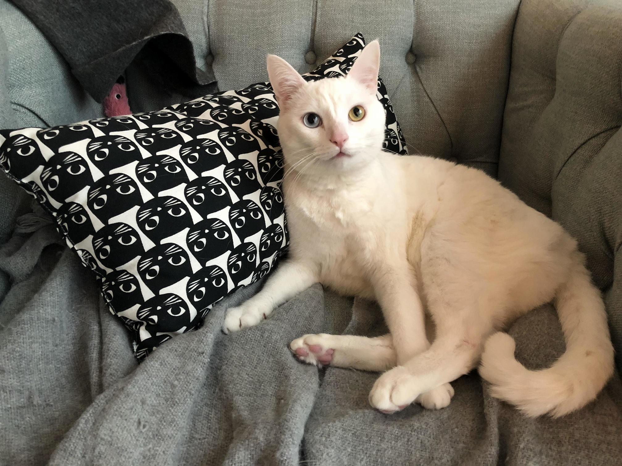 Taco with His Favorite Pillow