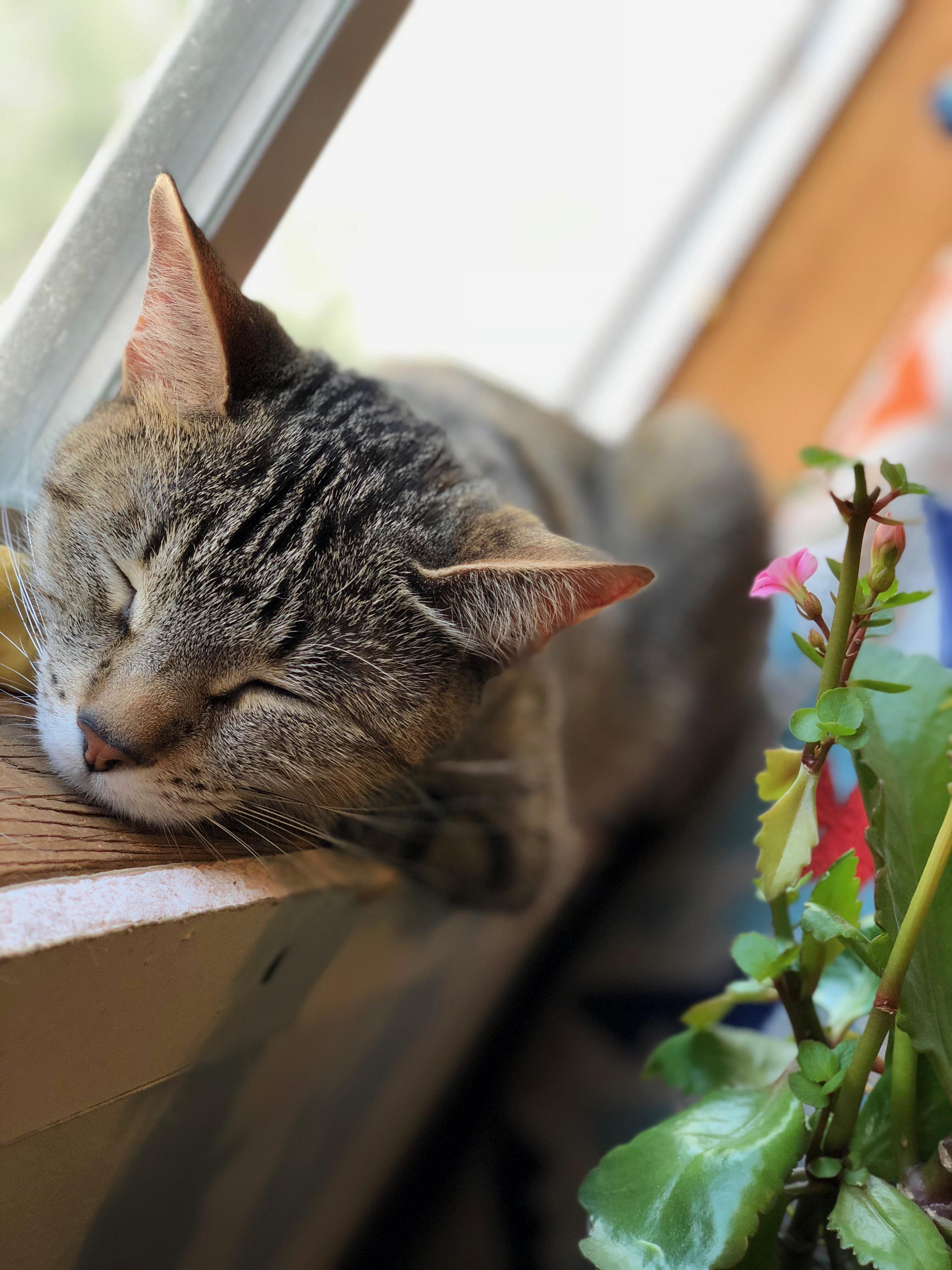 Taking a Little Nap in the Window.