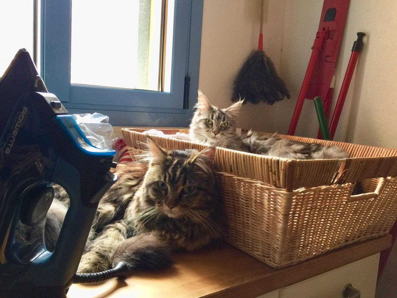 The Fresh, Clean Laundry Basket Makes the Cosiest Bed!
