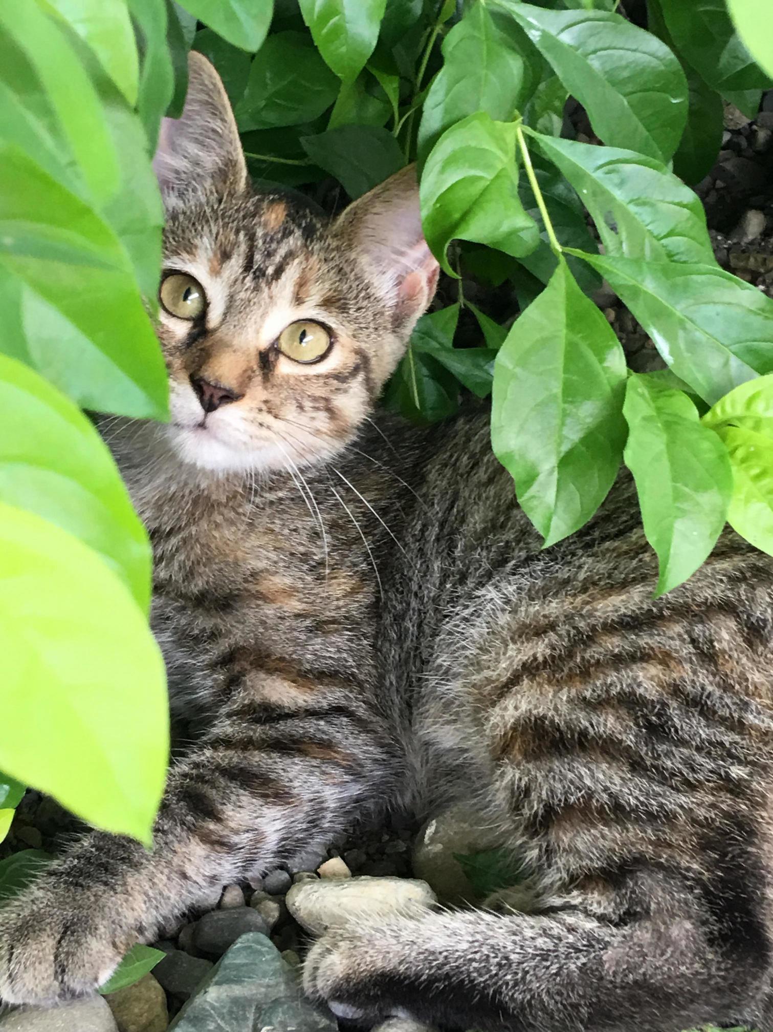 The Kitten I Rescued Is Doing Very Well in Its New Home! I Visited Her Today and Took This Picture. (Her Name Is Mikah)