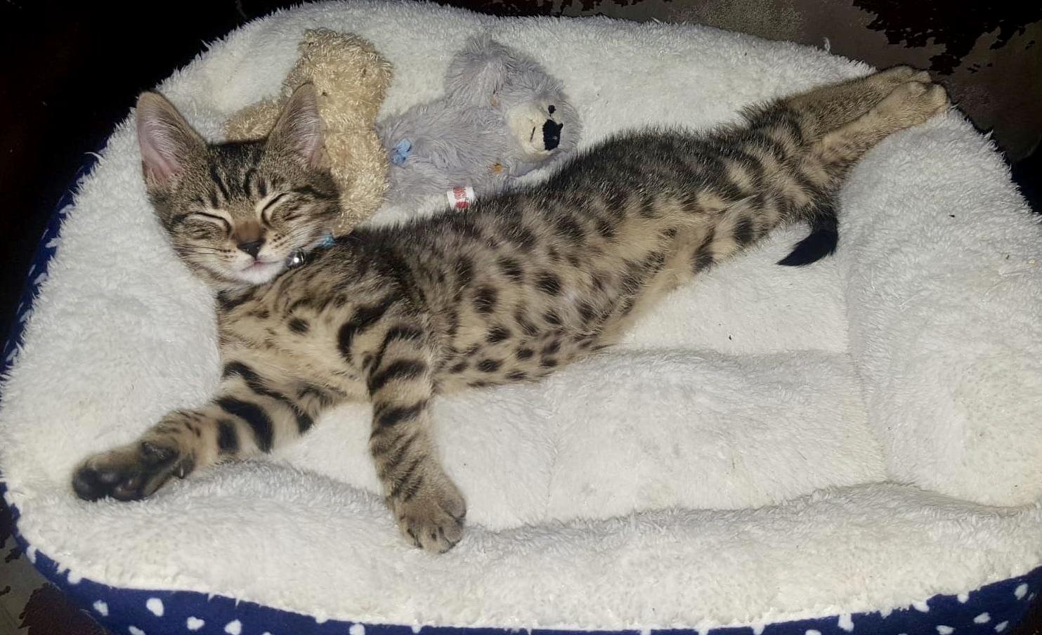 The Most Comfortable Kitty in the World (Xpost Aww)
