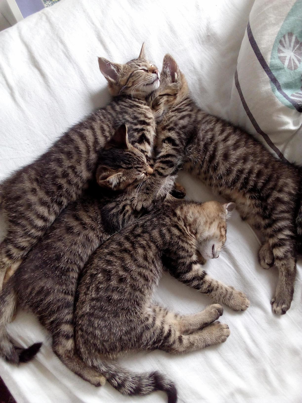 Theyre Getting Bigger by the Day