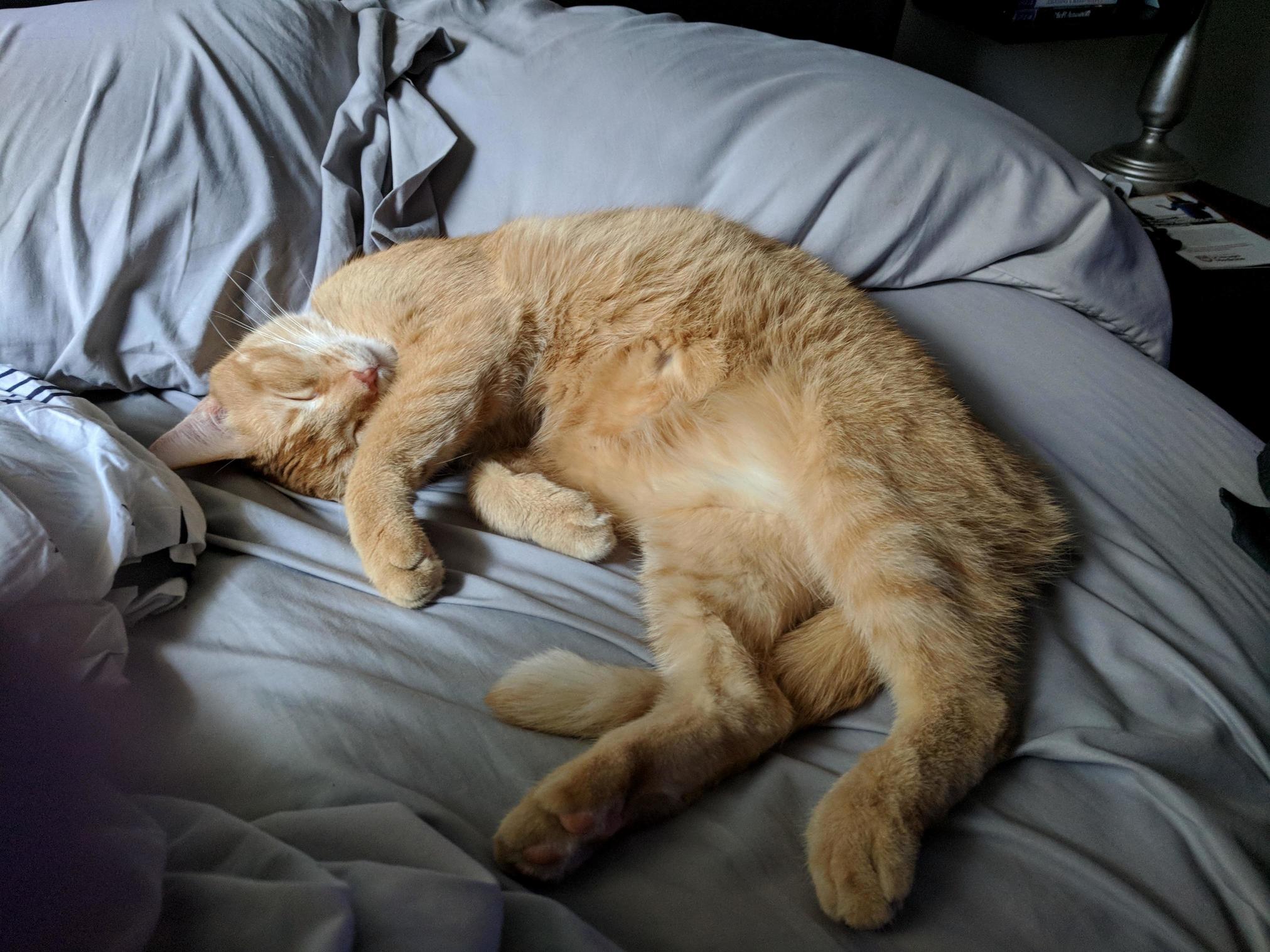 This Big Ball of Floof Loves Sleeping in