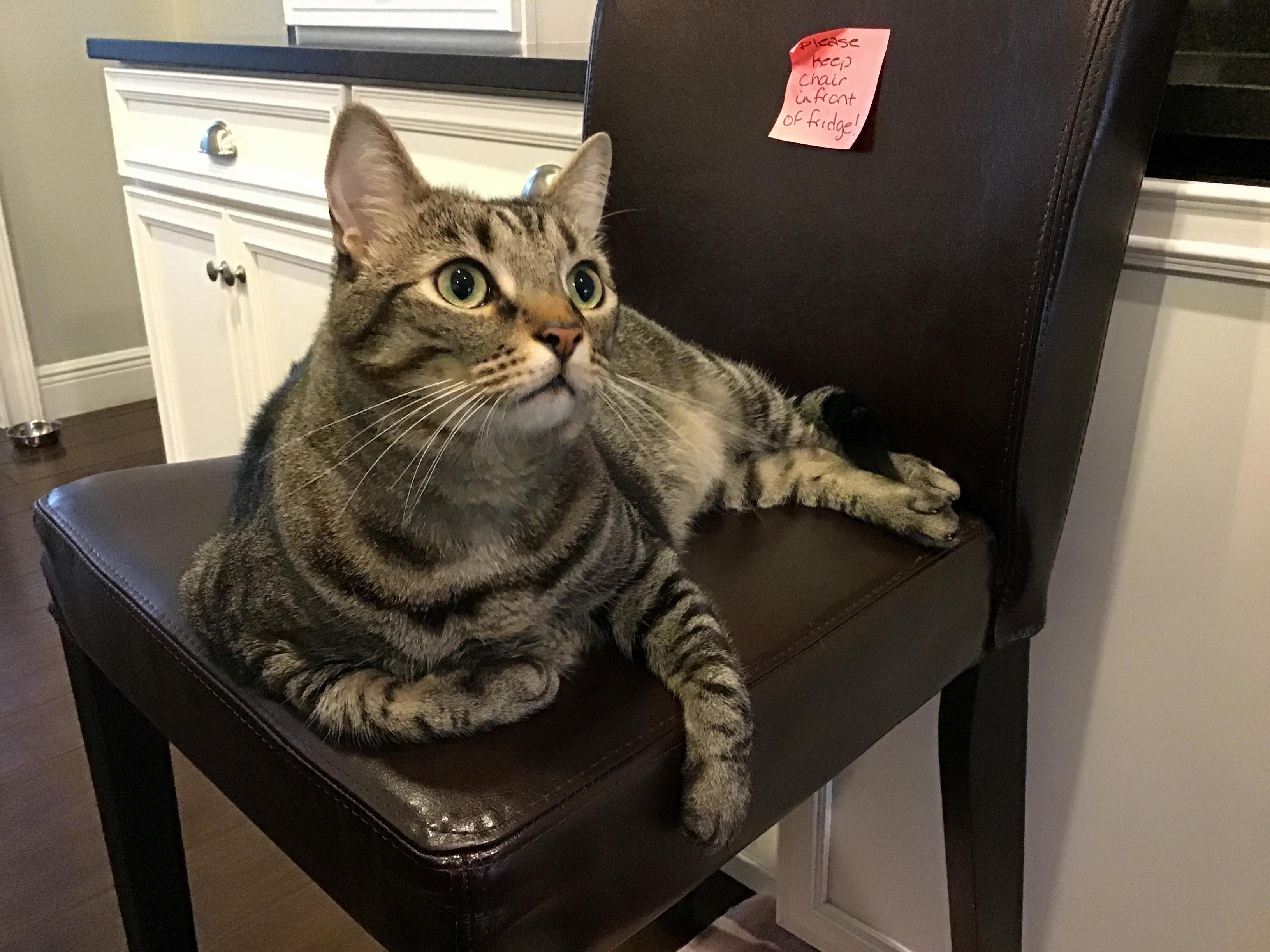 This Fat Boy Can Open Any Door, Cabinet, or Fridge. Nothing Is Safe!