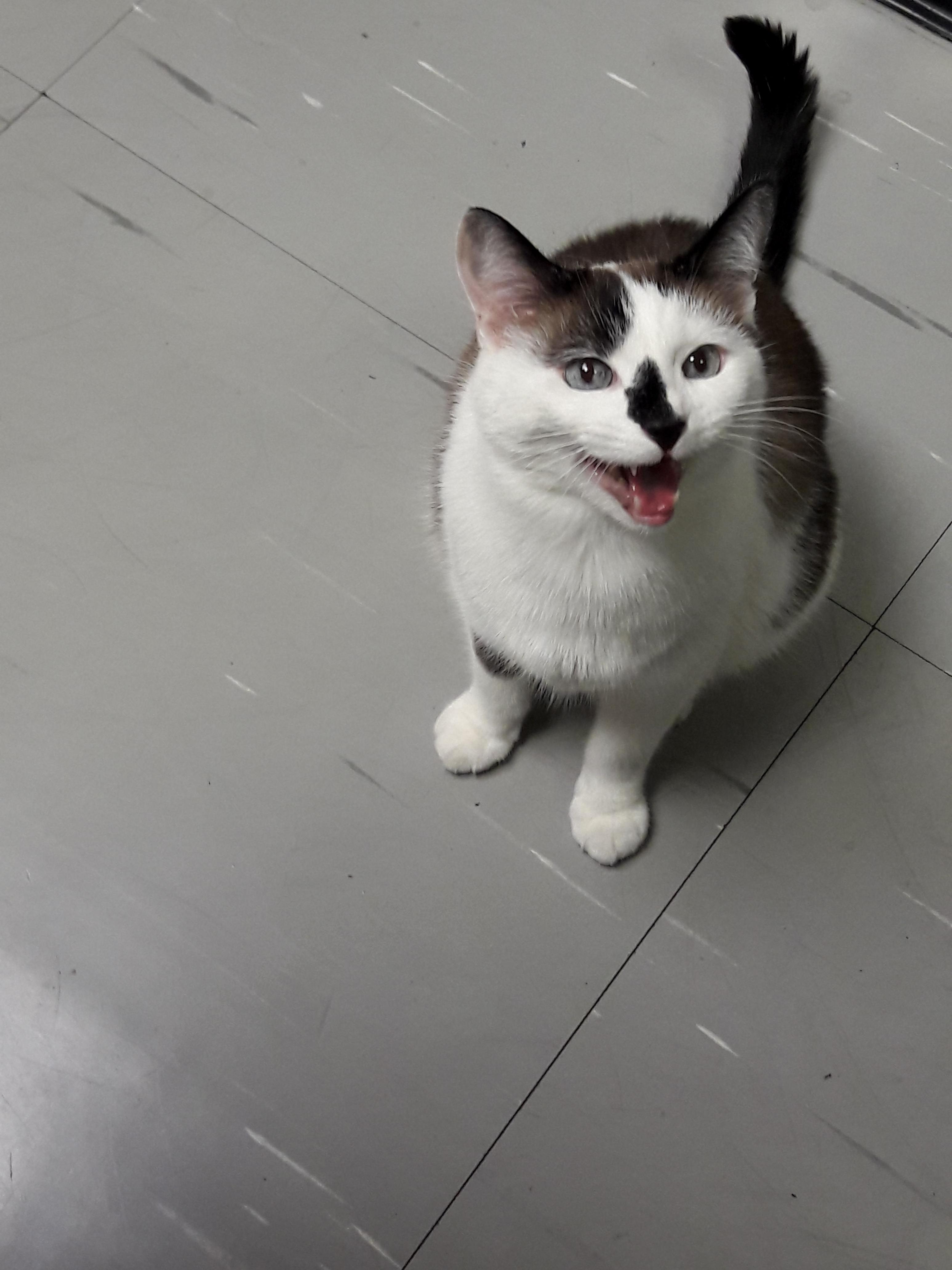 This Is Chestnut. He Likes to Yell at Me for Food and Booty Scratches