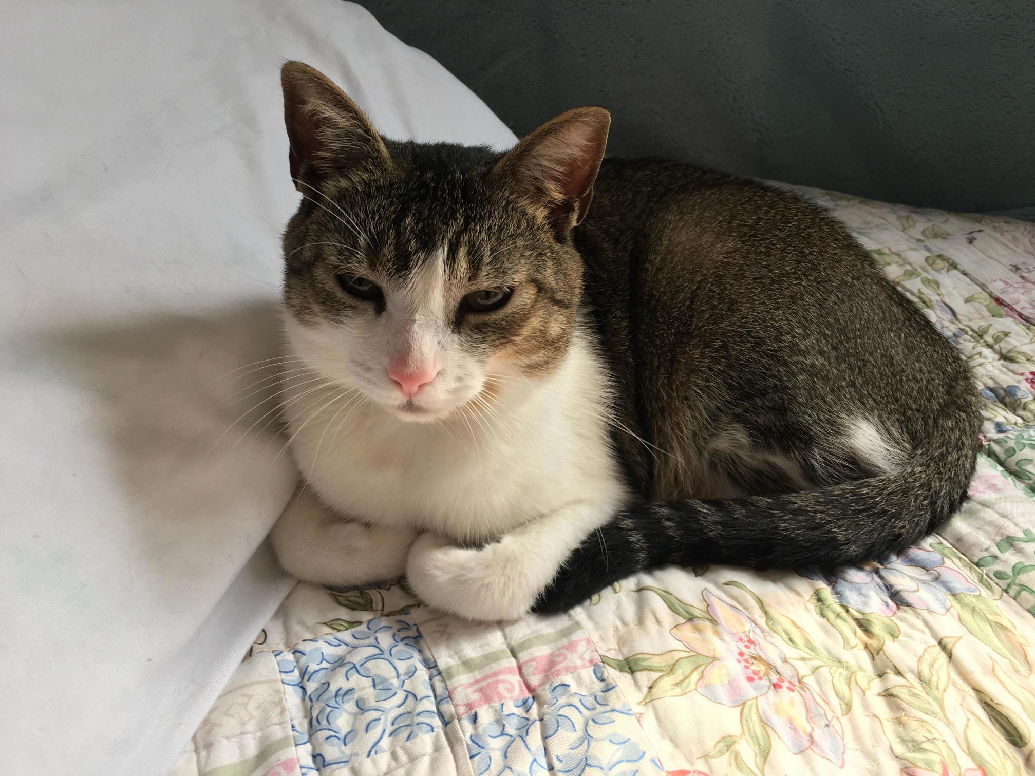 This Is Chewie with His Feet Tucked in