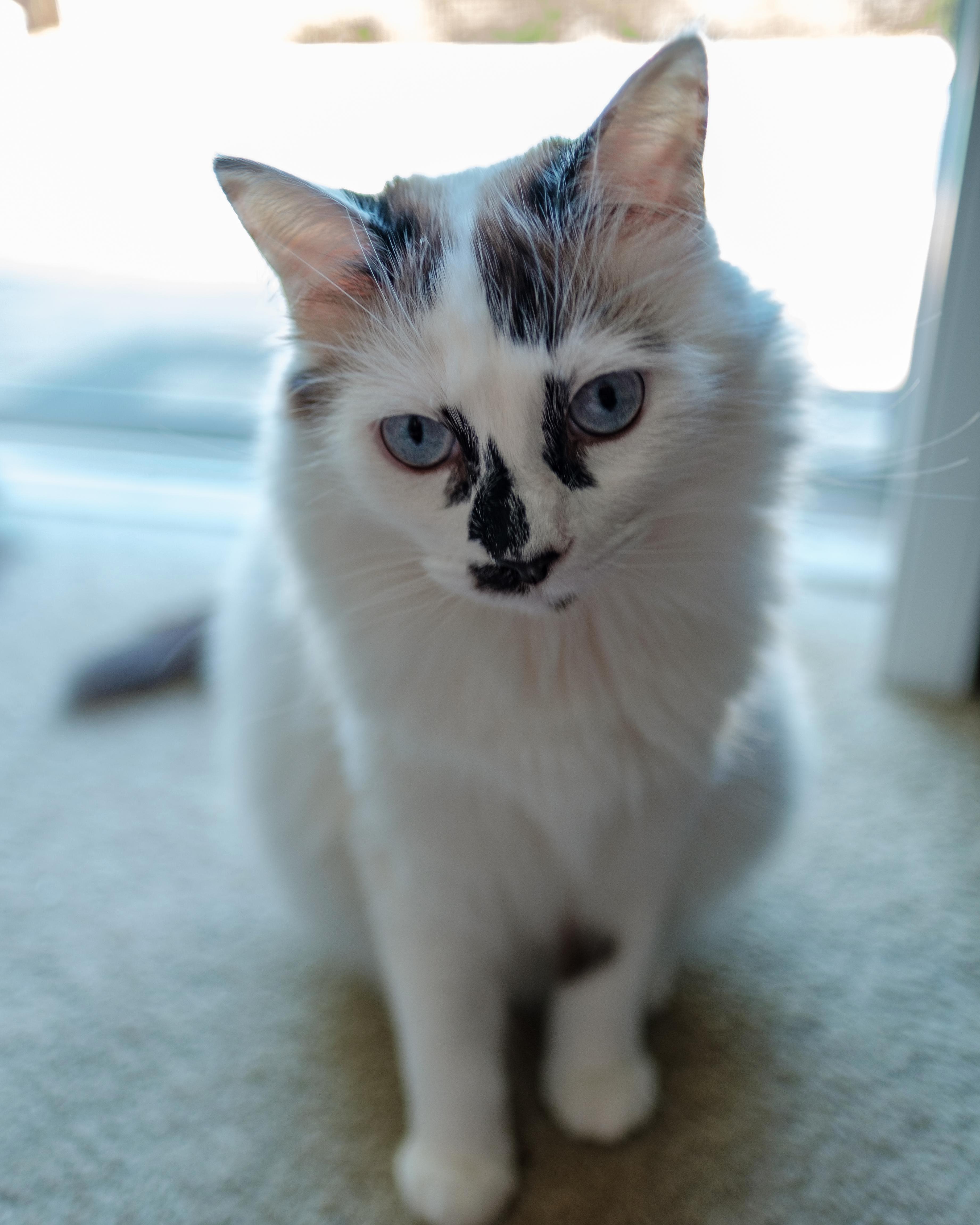 This Is Clara. She Is Equal Parts Adorable and Devious.