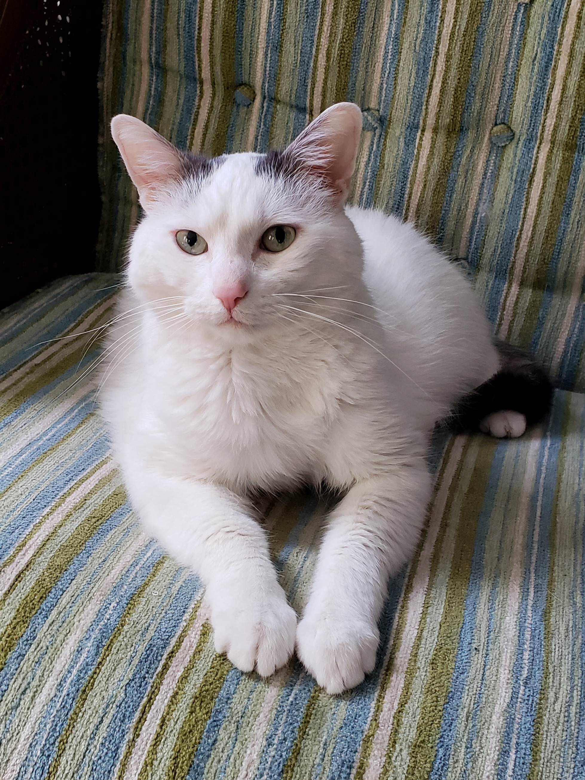 This Is Freya, Goddess of the House, Slayer of Cockroaches, and Expert Biscuit Maker
