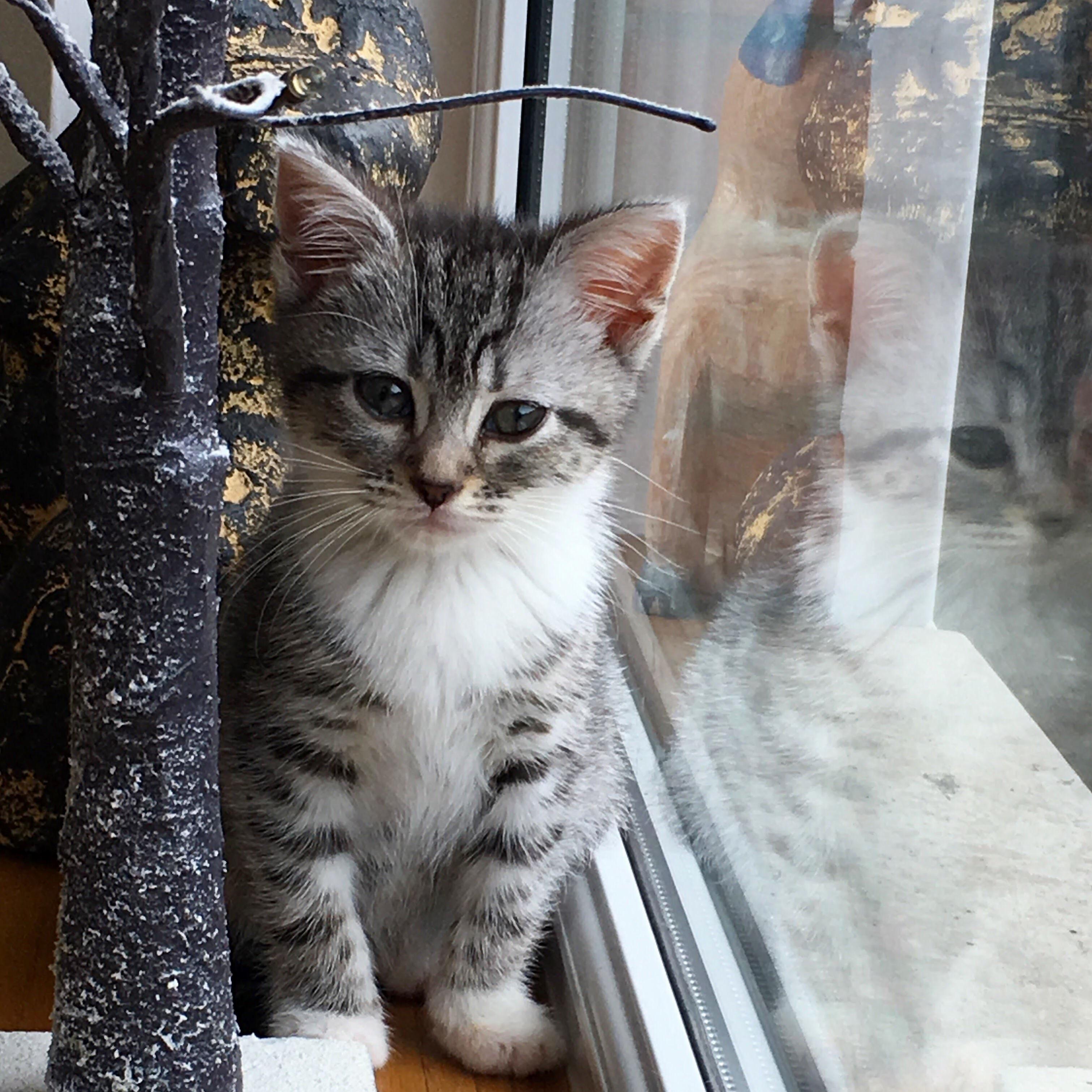 This Is Kit When We First Got Her, Isnt She Amazing !