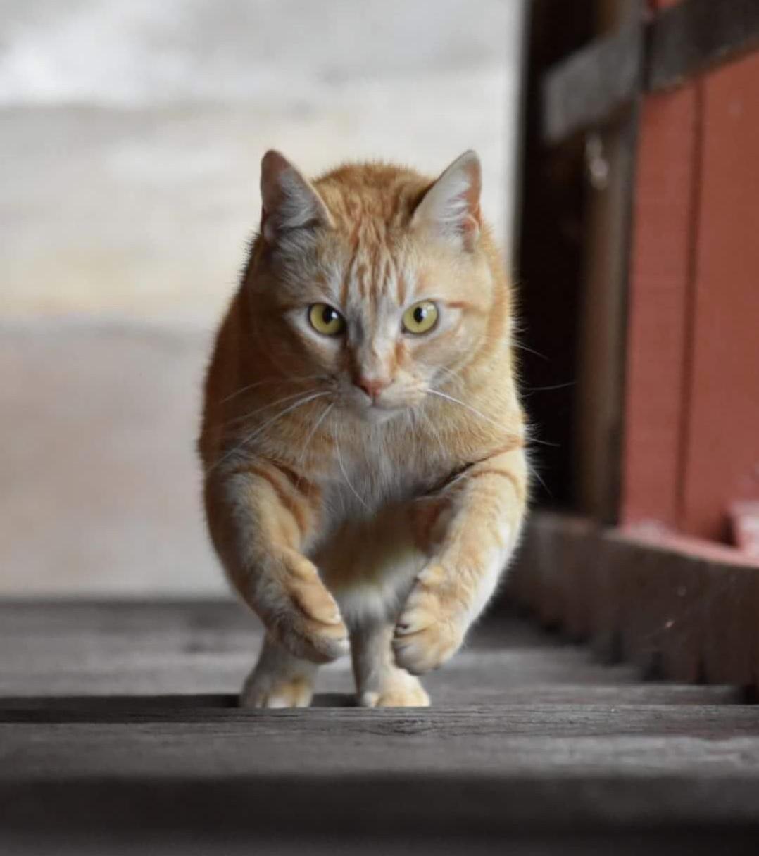 This Is My Cat Jackjack. I Found Him in a Tyre Pit at 3-4 Weeks Old.