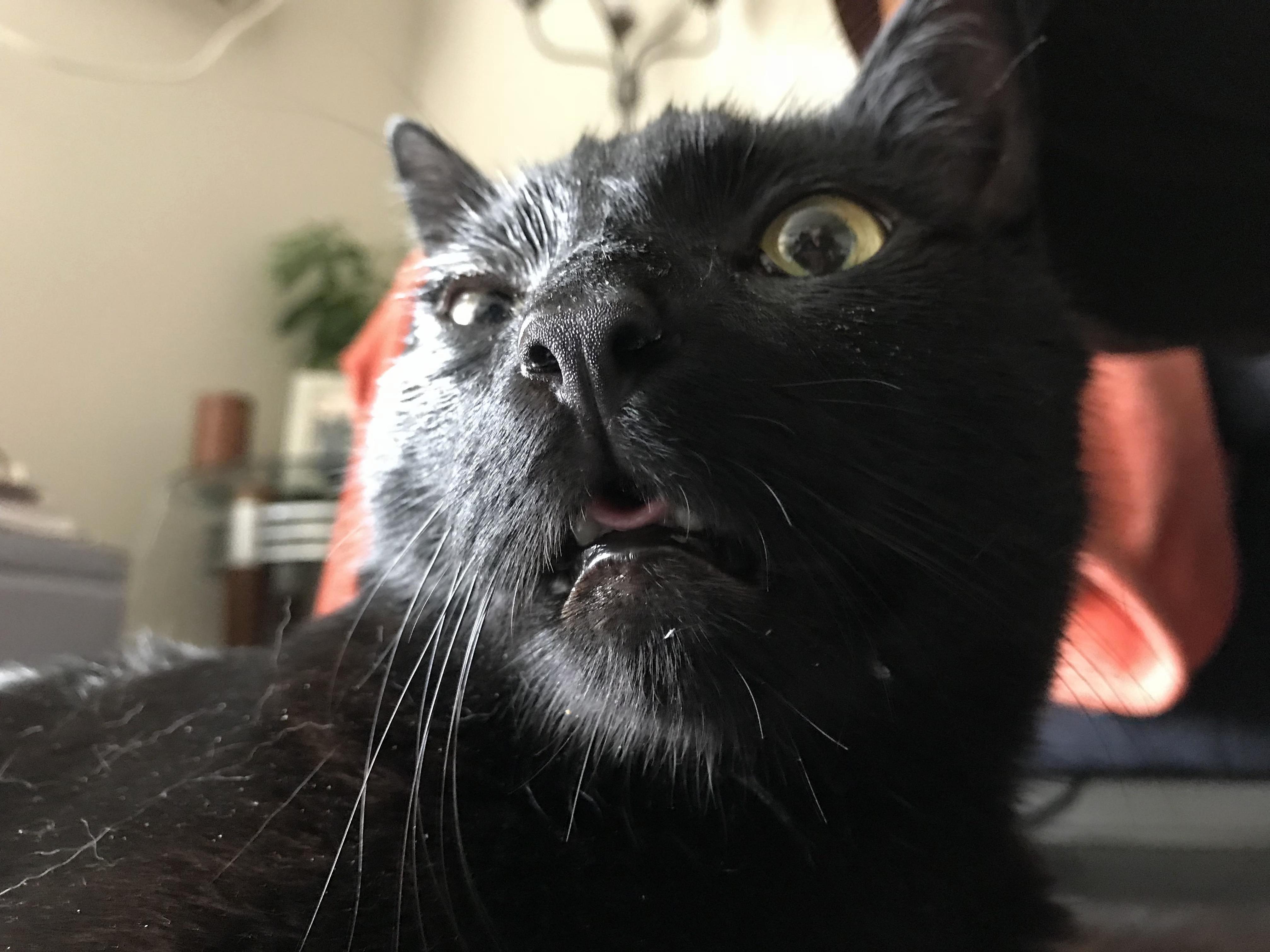 This Is My Cat Post-teeth Cleaning and Anesthesia. Needless to Say, He Was a Little Drugged Up.