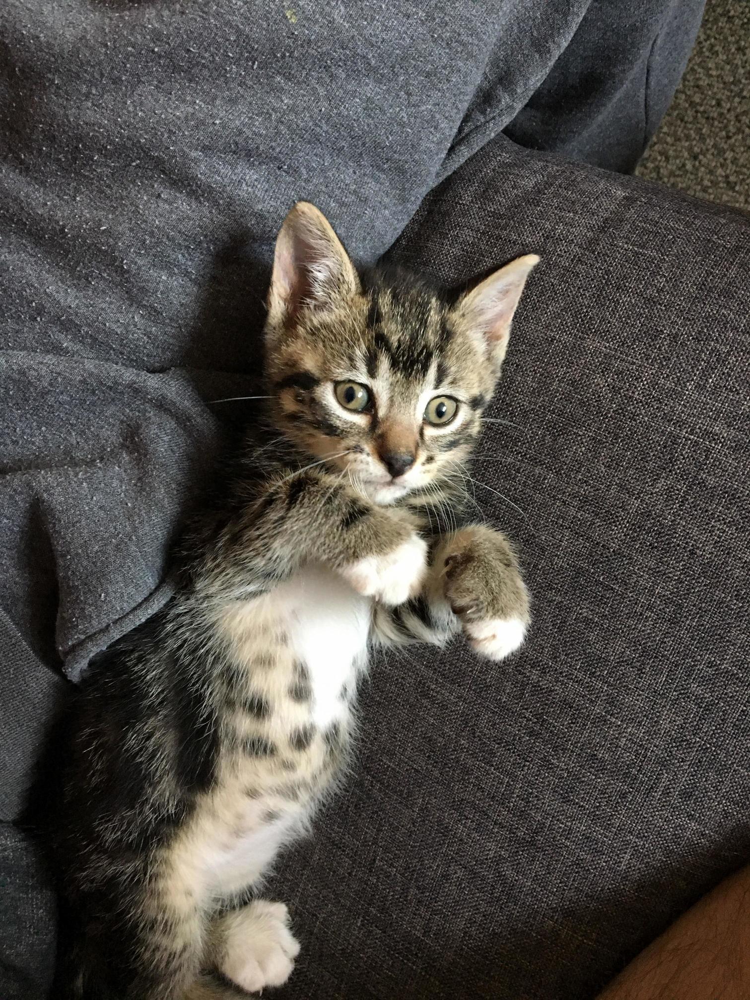 This Is My New Pal George!