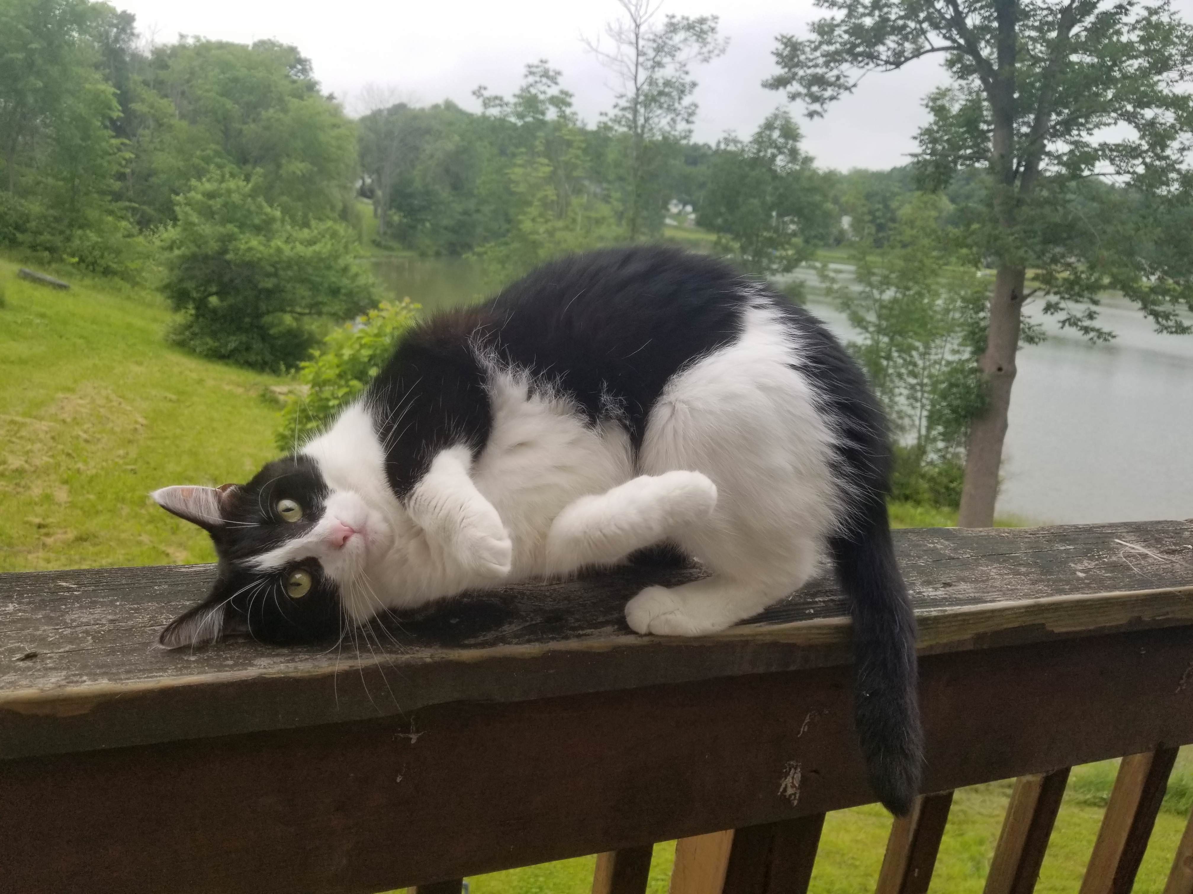 This Is My Problem Child, Carl. Hes Usually Running Around Causing Trouble, but He Decided to Be Sweet for 2 Minutes Today )
