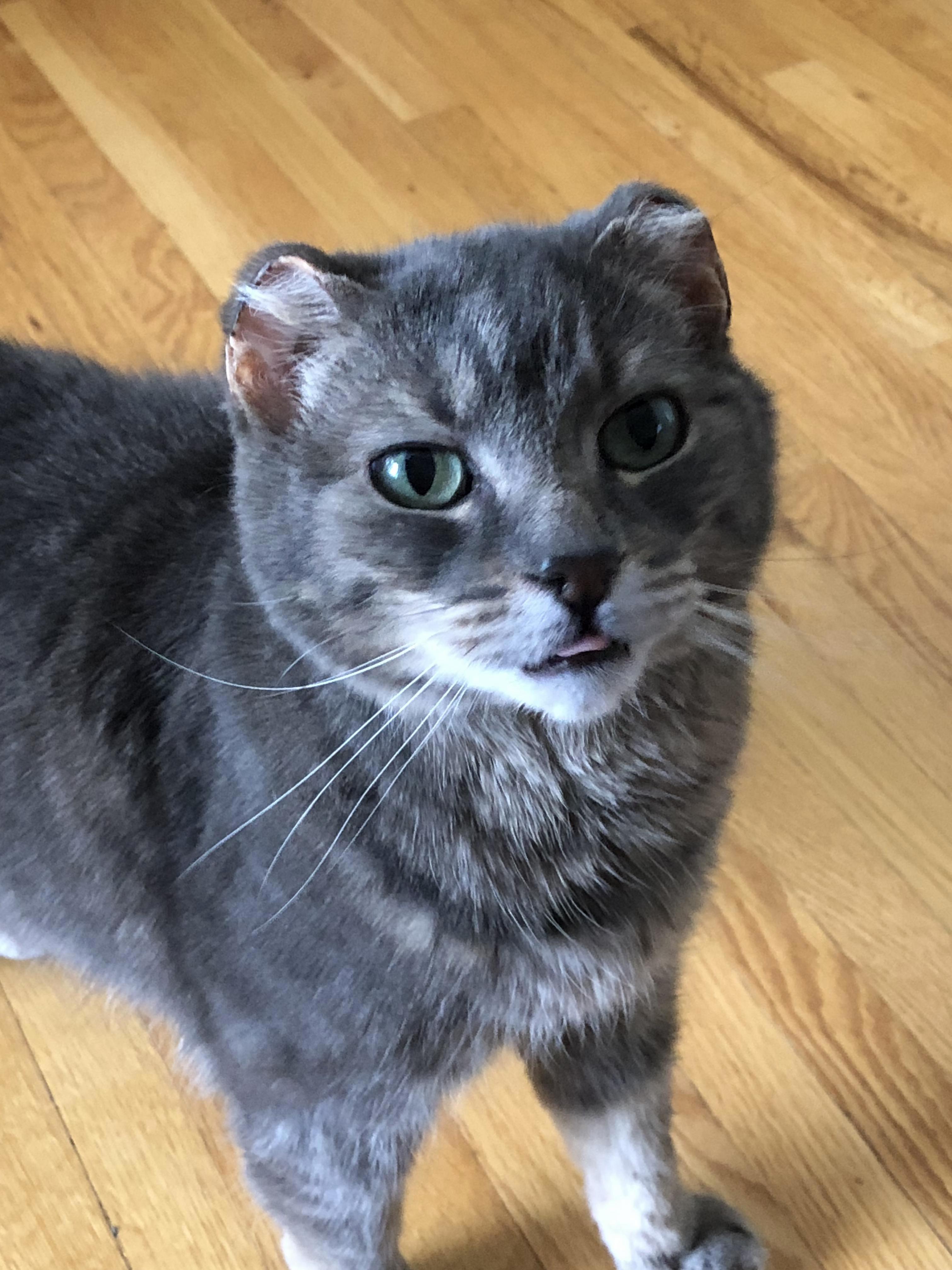 This Is My Weird Guy Stumpy. After an Unfortunate Freezing Incident Many Years Ago He Lost His Ears and Tail. and His Mind, I Think.