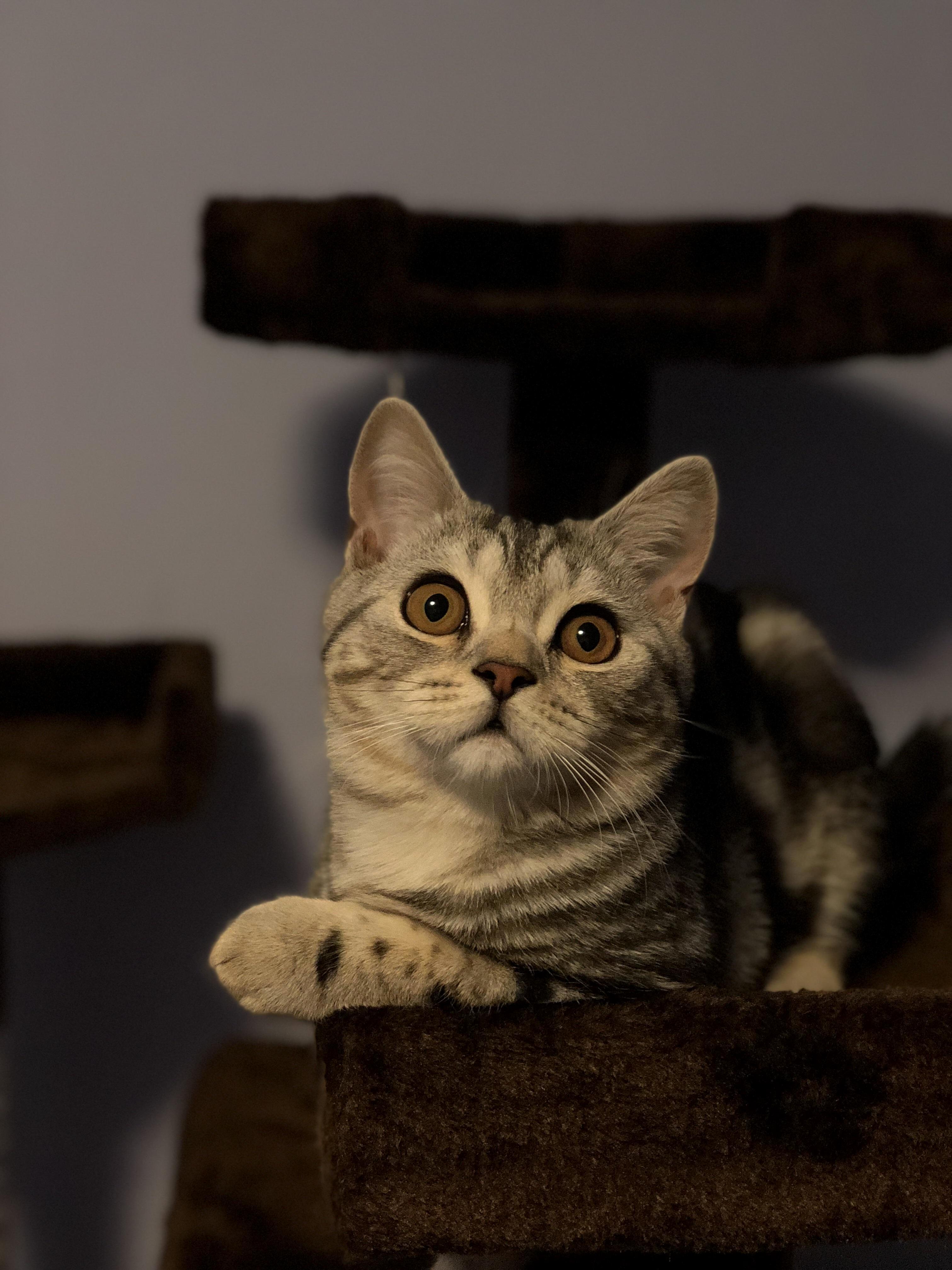 This Is Tobby... 6months Silver Tabby. Hes Looking at a Moth on the Ceiling