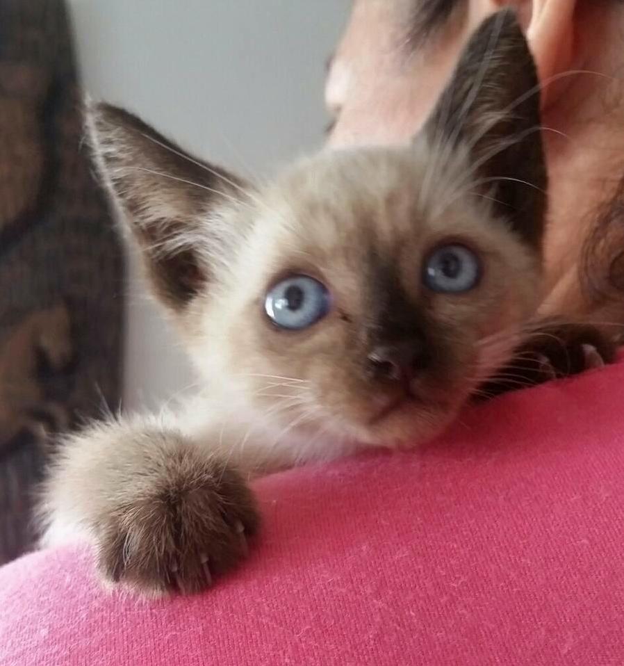 This Little One Was Rescued by a Friend of Mine. He Was Hit by a Car Today and Didnt Survive... Please Be Careful with Your Outdoor Cats