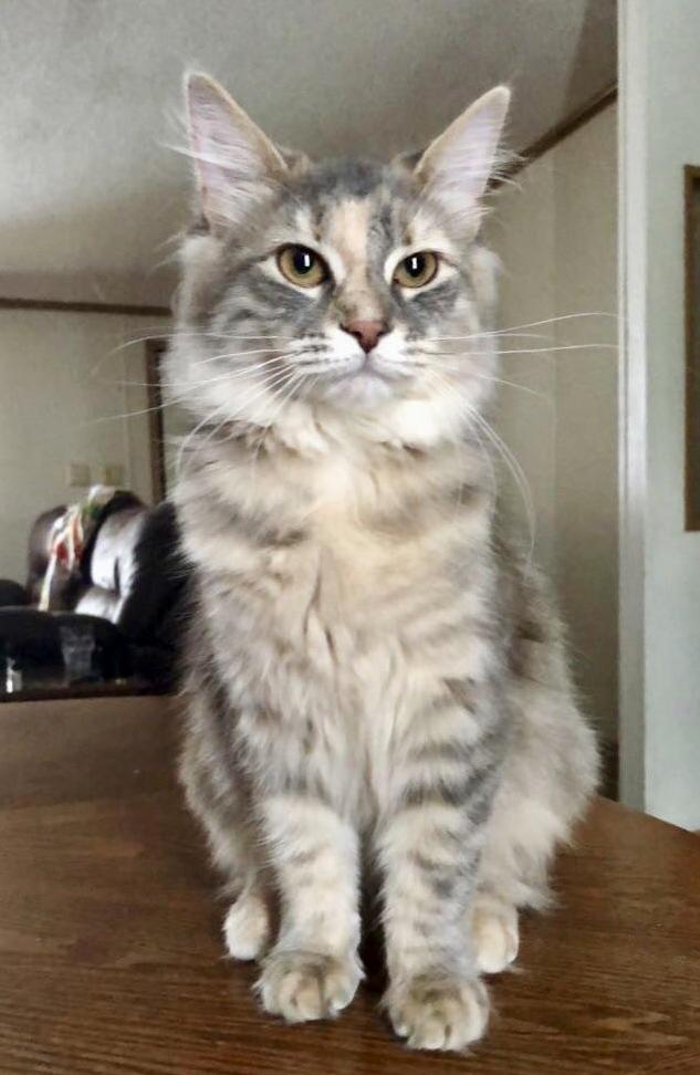 This Pretty Girl Turns 1 Next Week. My Little Luma.