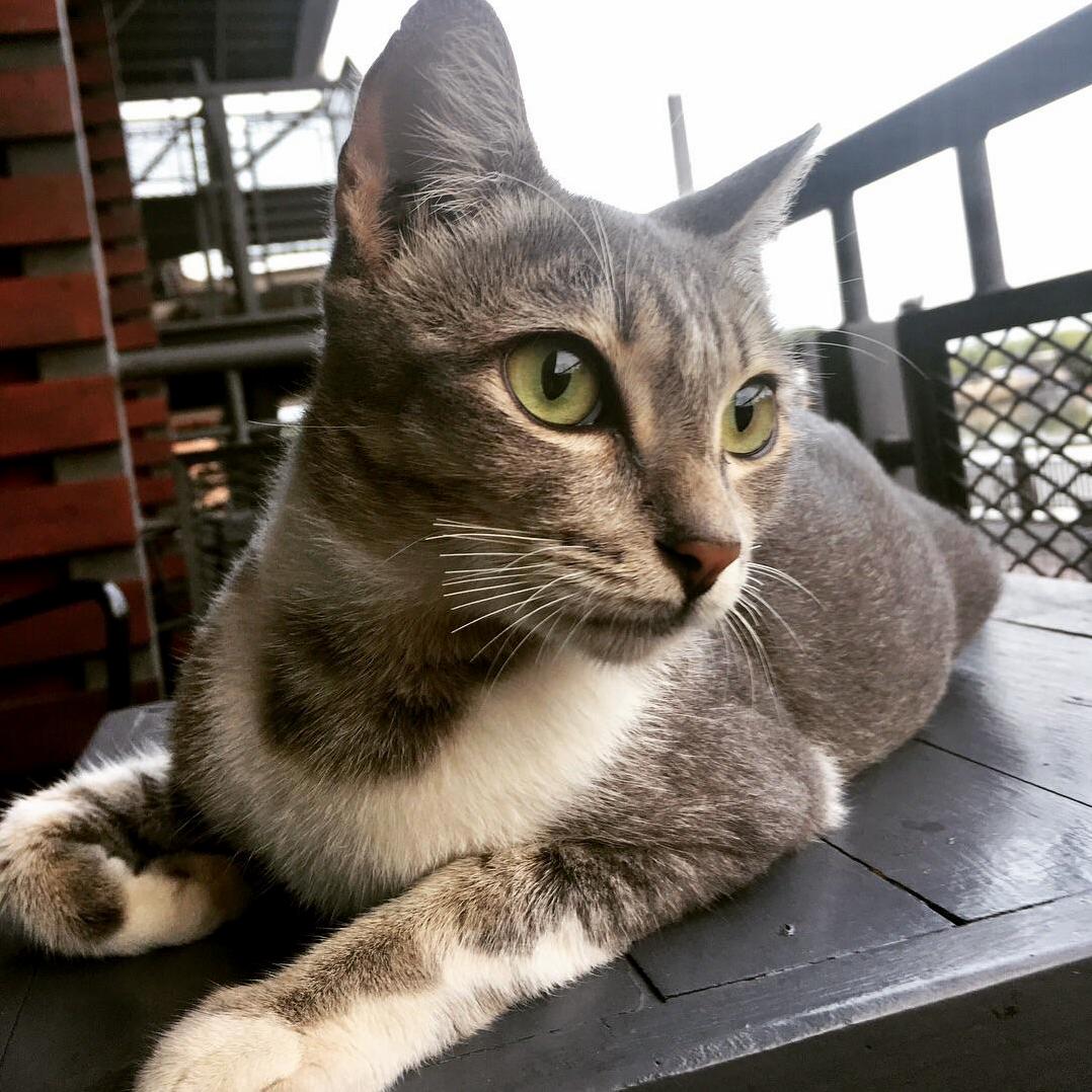This Stray Cat Paid Us a Visit D