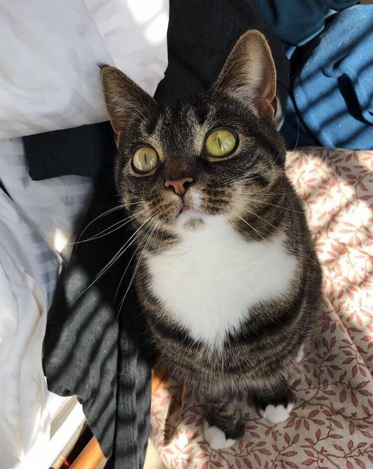 Those Eyes Could Melt the Inside of Your Soul. Or, Alternatively, Make You Supply Endless Cat Treats.