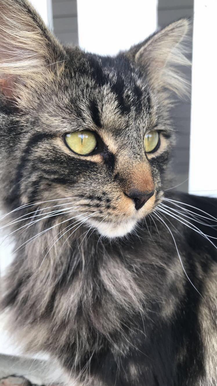 Those Eyes &#038; Those Floofy Ears!
