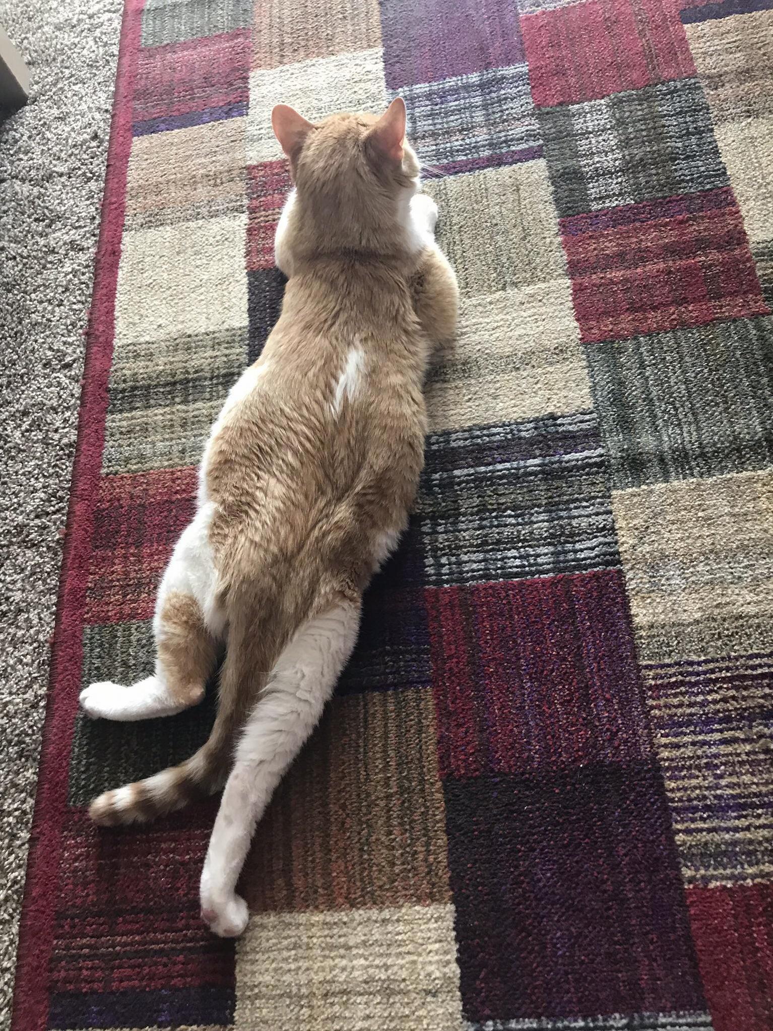 Those Legs!