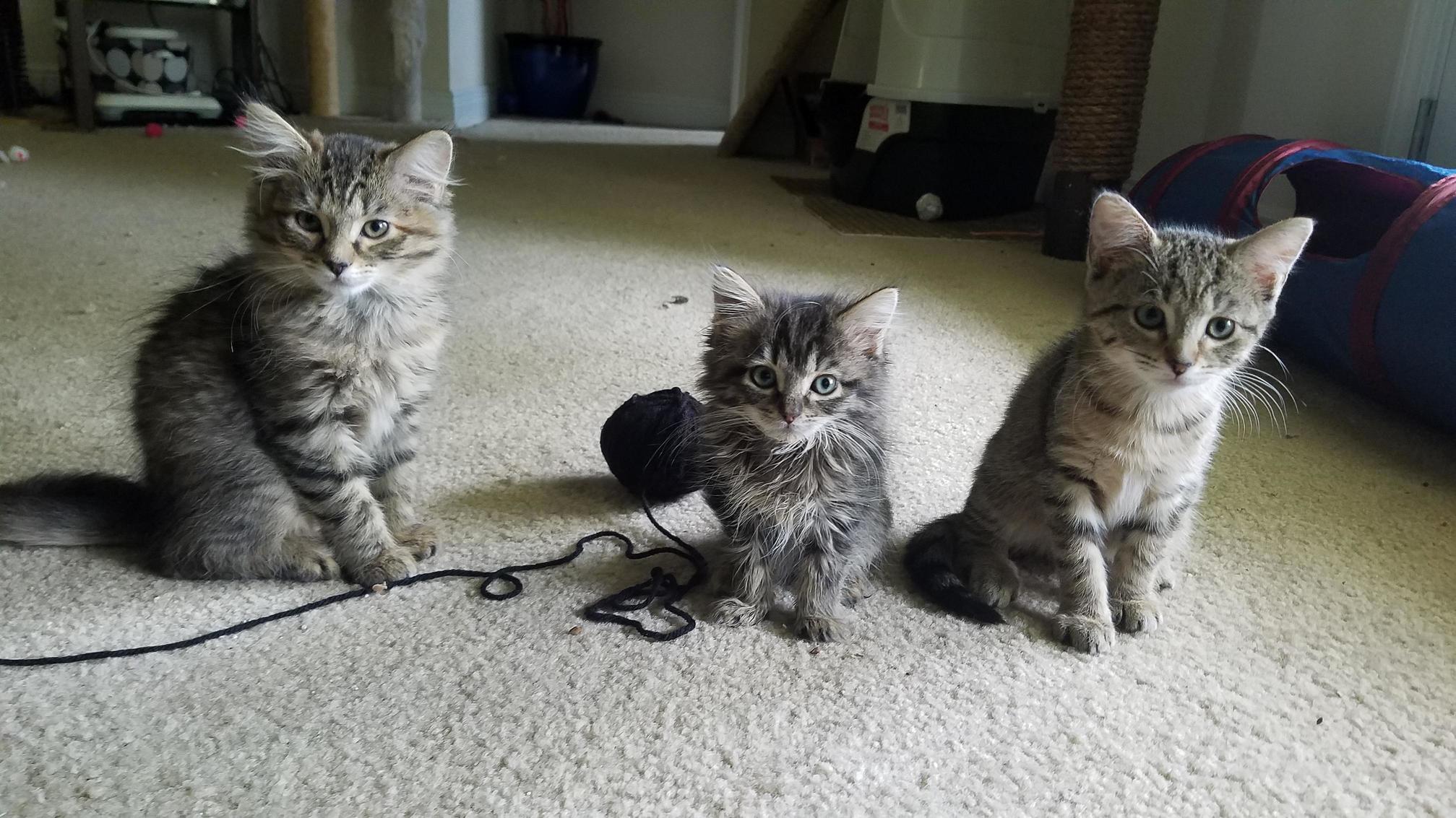Three Sisters Playing Together