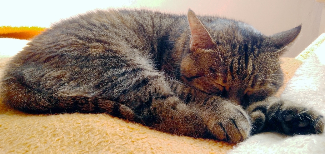 Tigress Resting