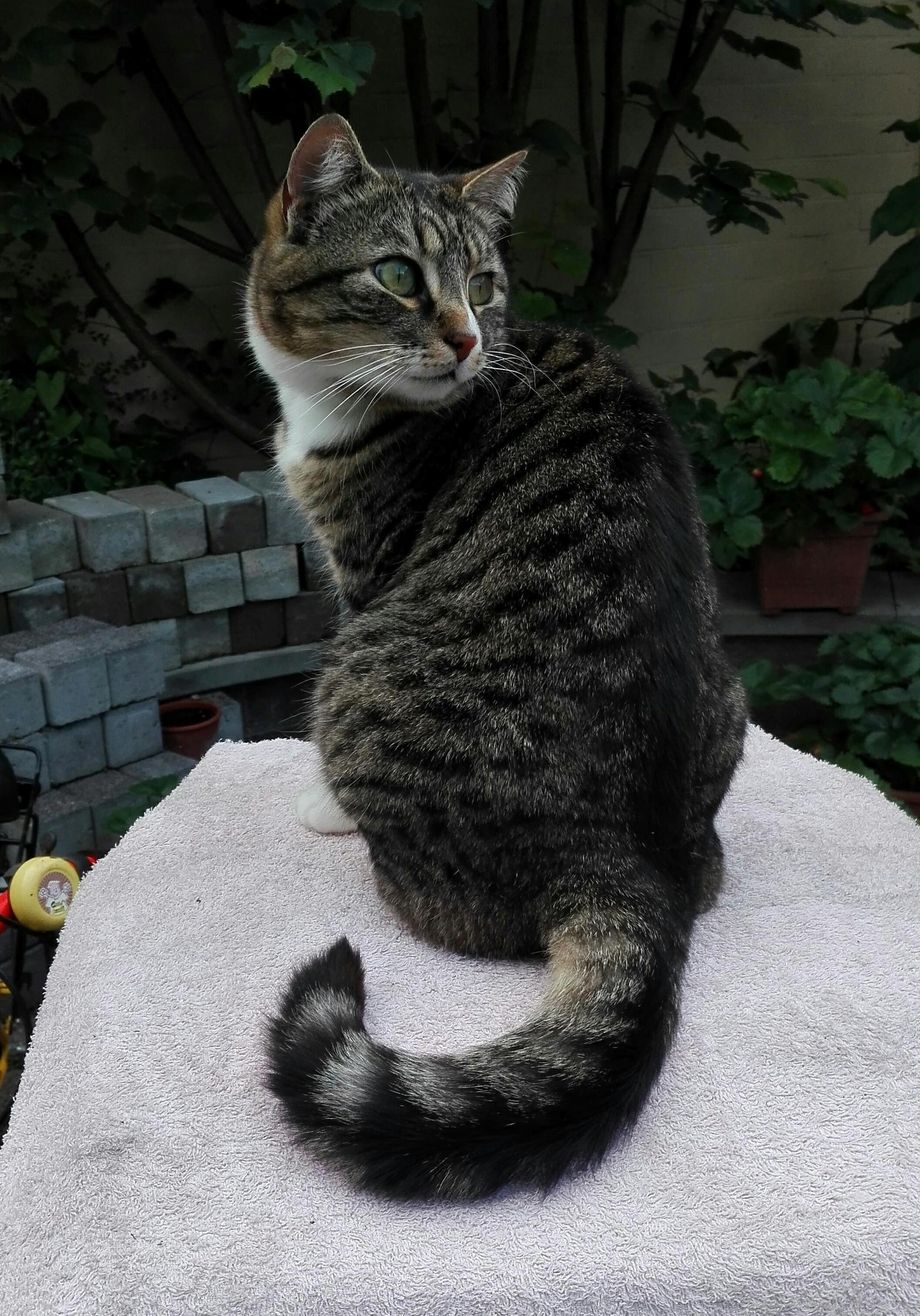 Today I Had to Say Goodbye to This Beautiful Lovely Lady. Dear Pookie, You Will Always Be Loved.